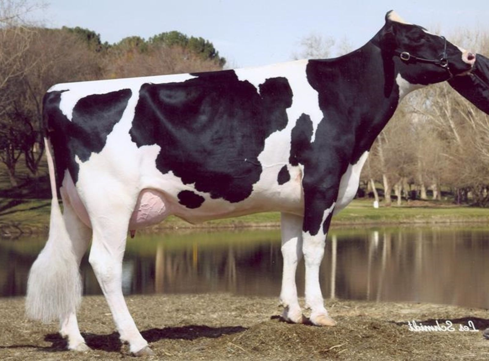 RALMA FINLEY C-F CHOICE EX-90 - MÃE DO SINGAPUR