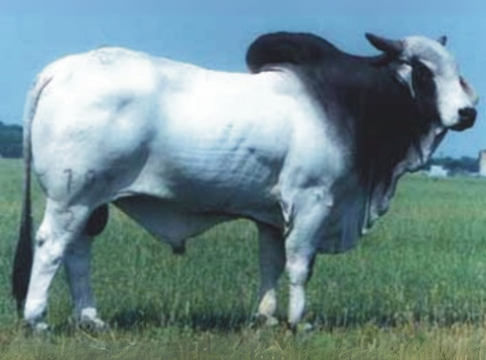 JDH REMINGTON MANSO 784/2