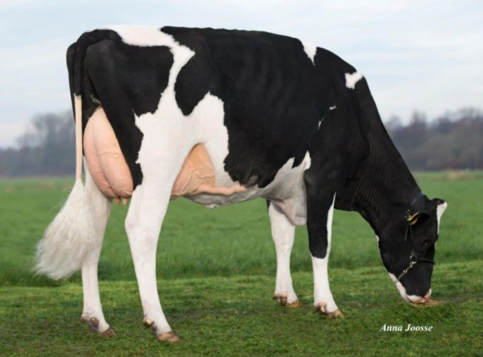 LILLY P RC ET - MÃE DO ZETA