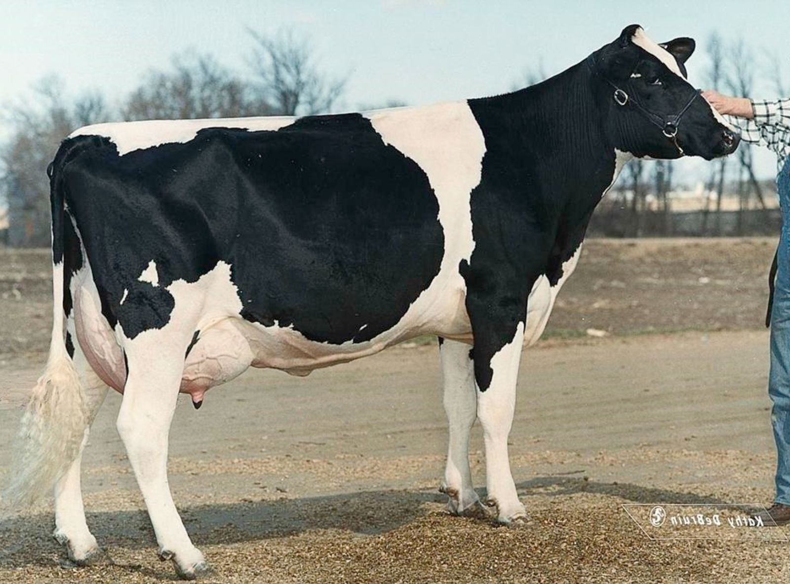 ETAZON LL NEON ET - MATRIARCA SANTI