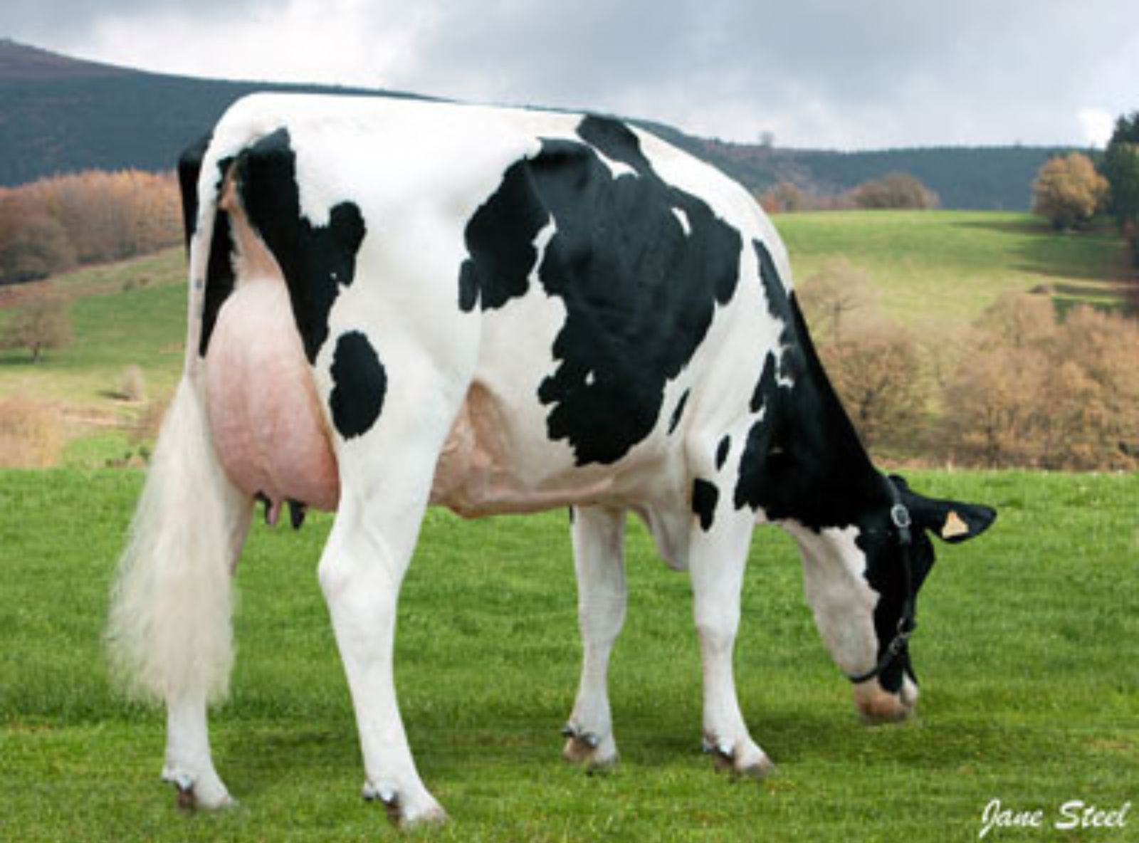 BEHI ALDE SINGAPUR 5060 - FILHA DO SINGAPUR