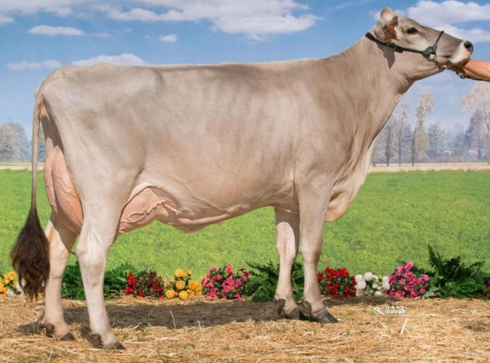 FIONA FR - BISAVÓ PATERNA DO FROILAN