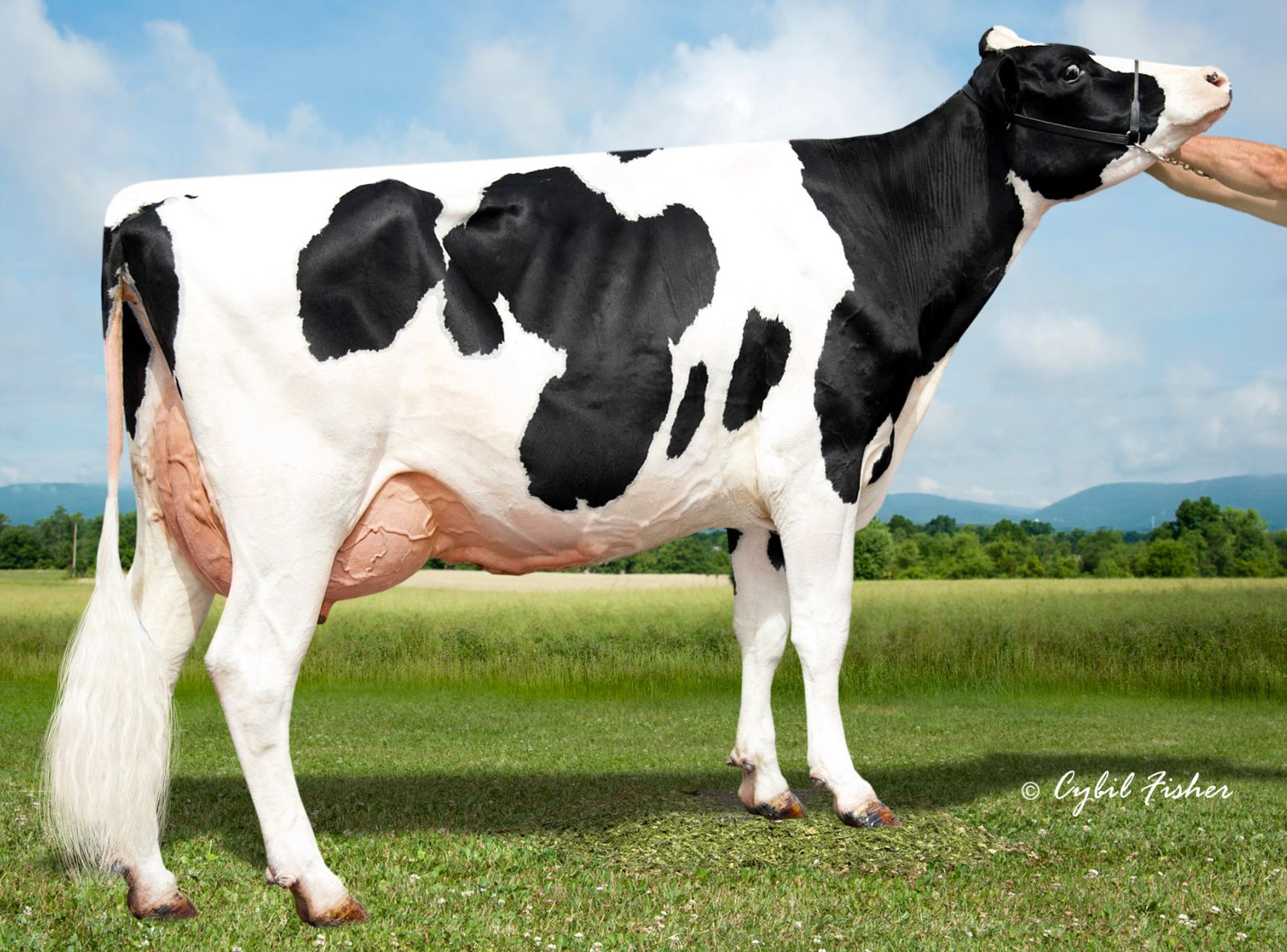 TTM RUBICON ALABAMA - BISAVÓ DE AMBUSH P