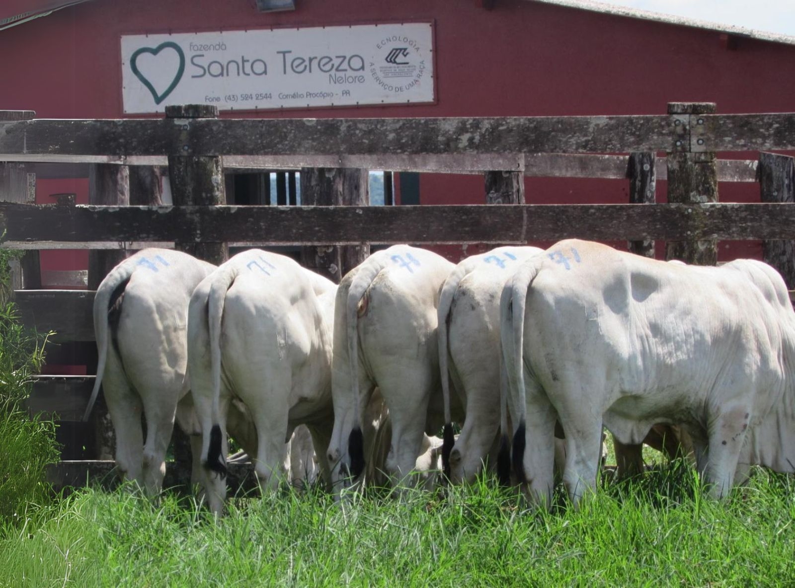 PROGÊNIES D7117 DA MN