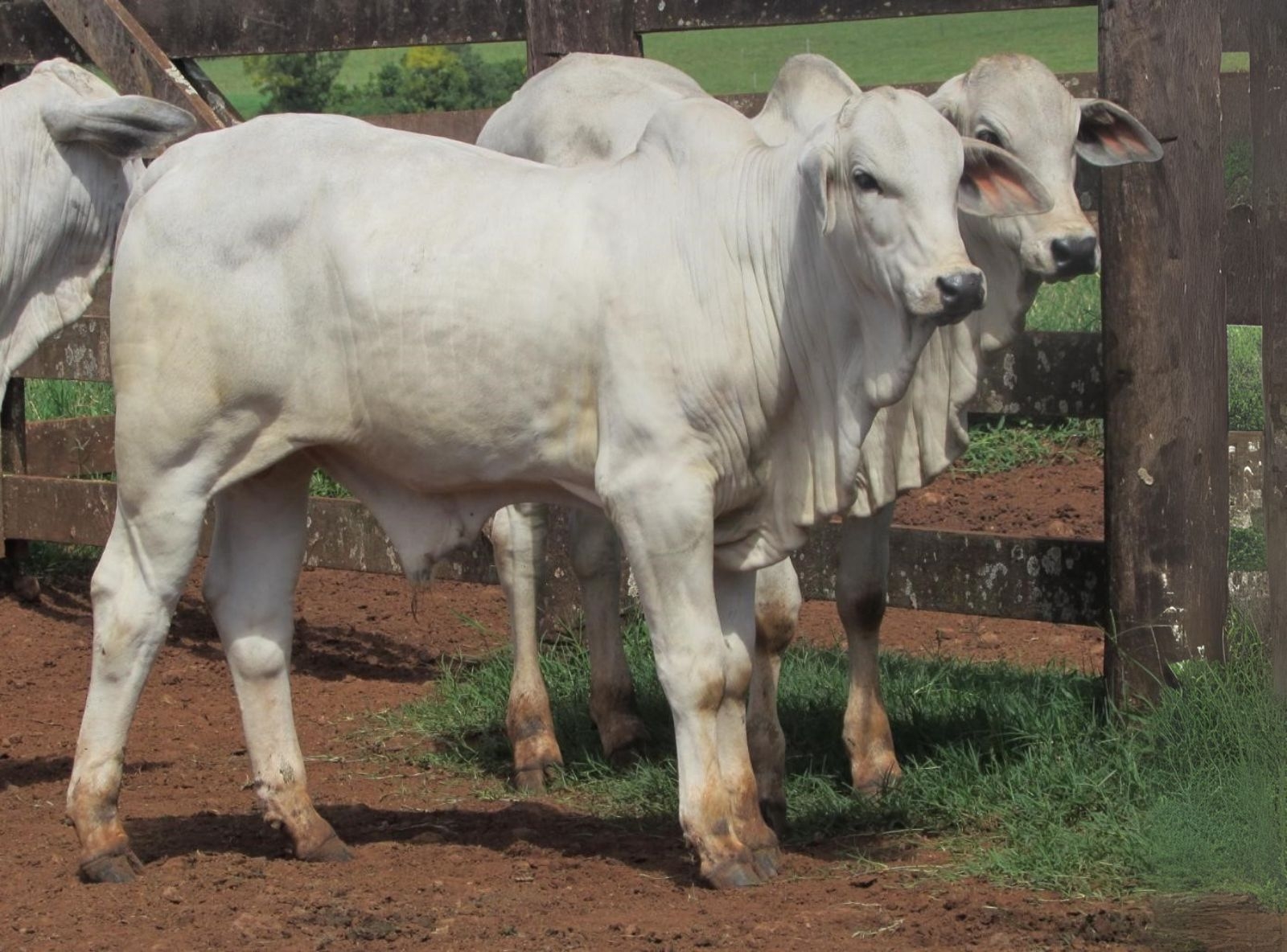 PROGÊNIE D7117 DA MN