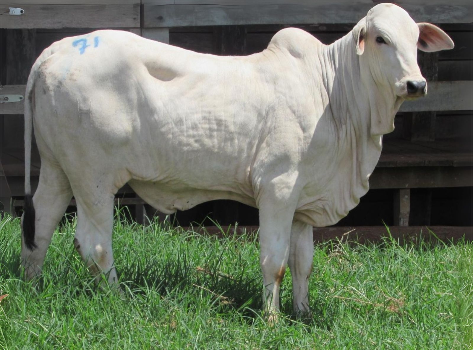 PROGÊNIE D7117 DA MN