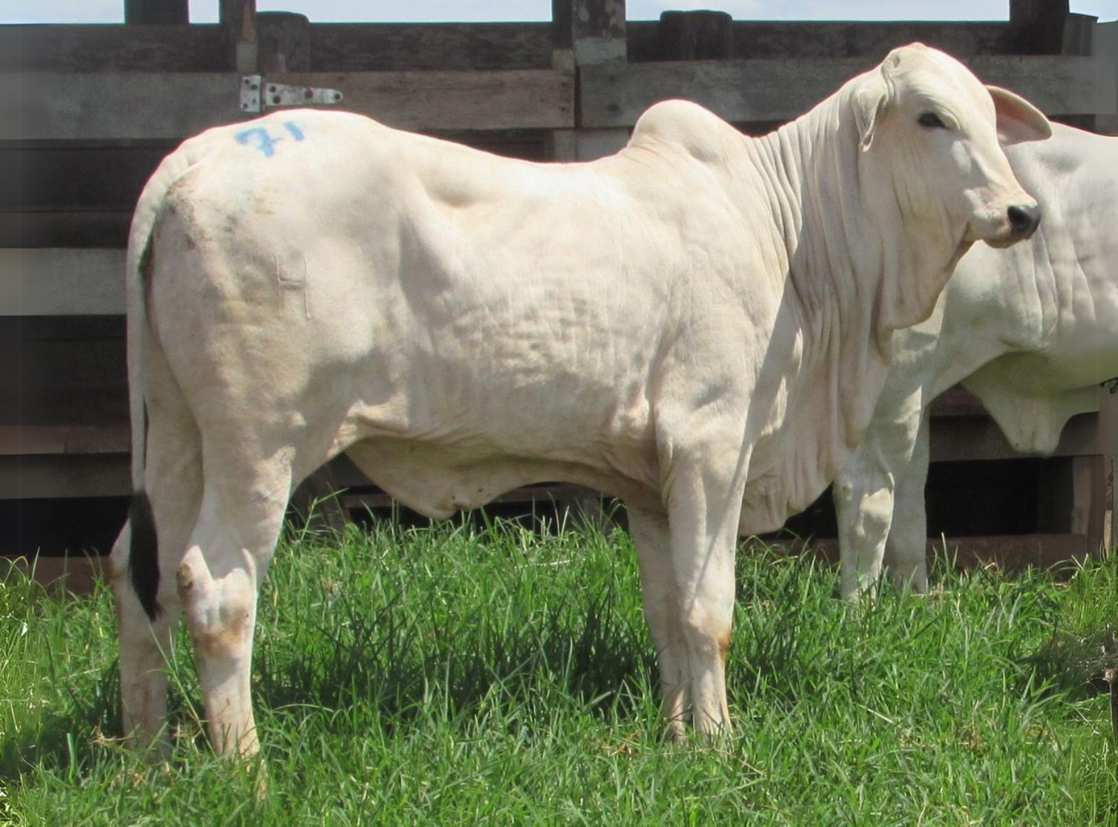 PROGÊNIE D7117 DA MN