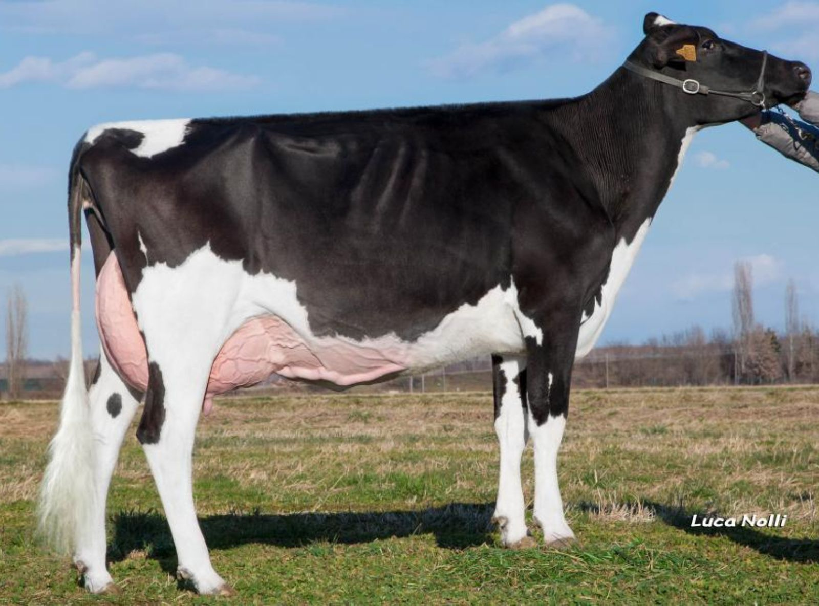 PESS FARM GOLDWYN PALU