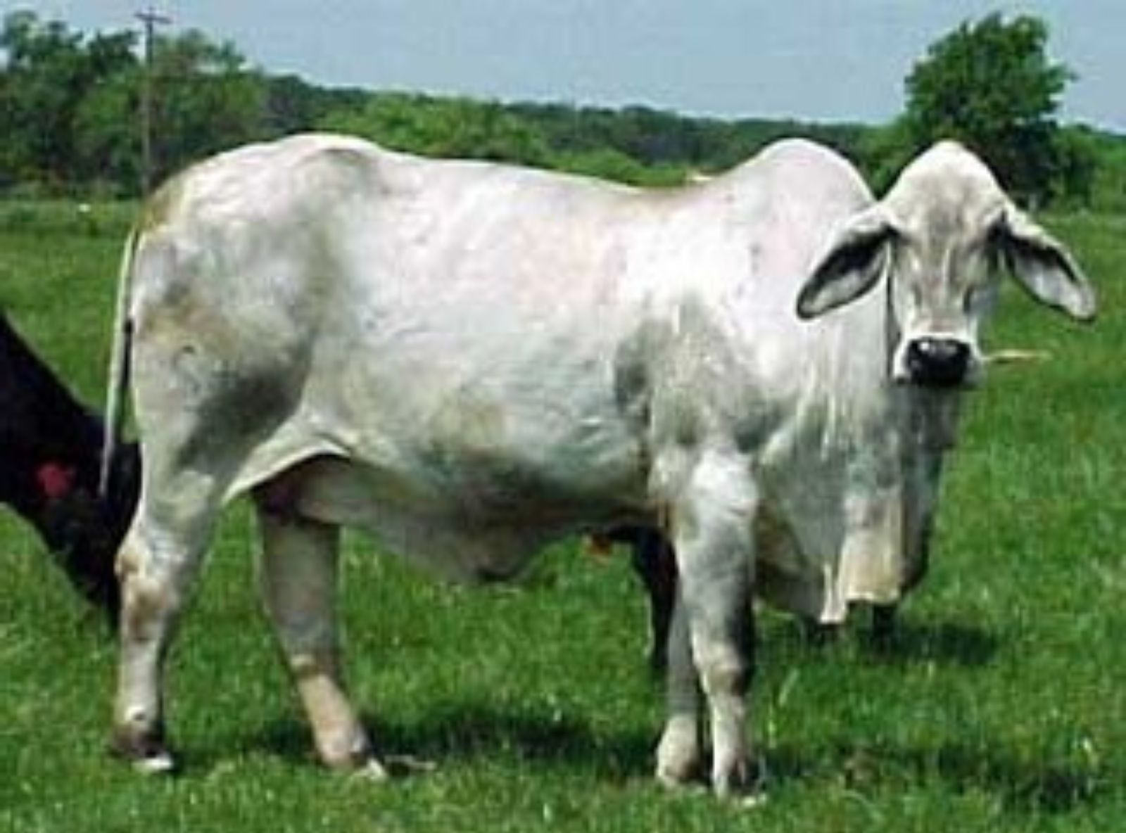 MÃE DO DOUBLE TAKE MANSO 229/8