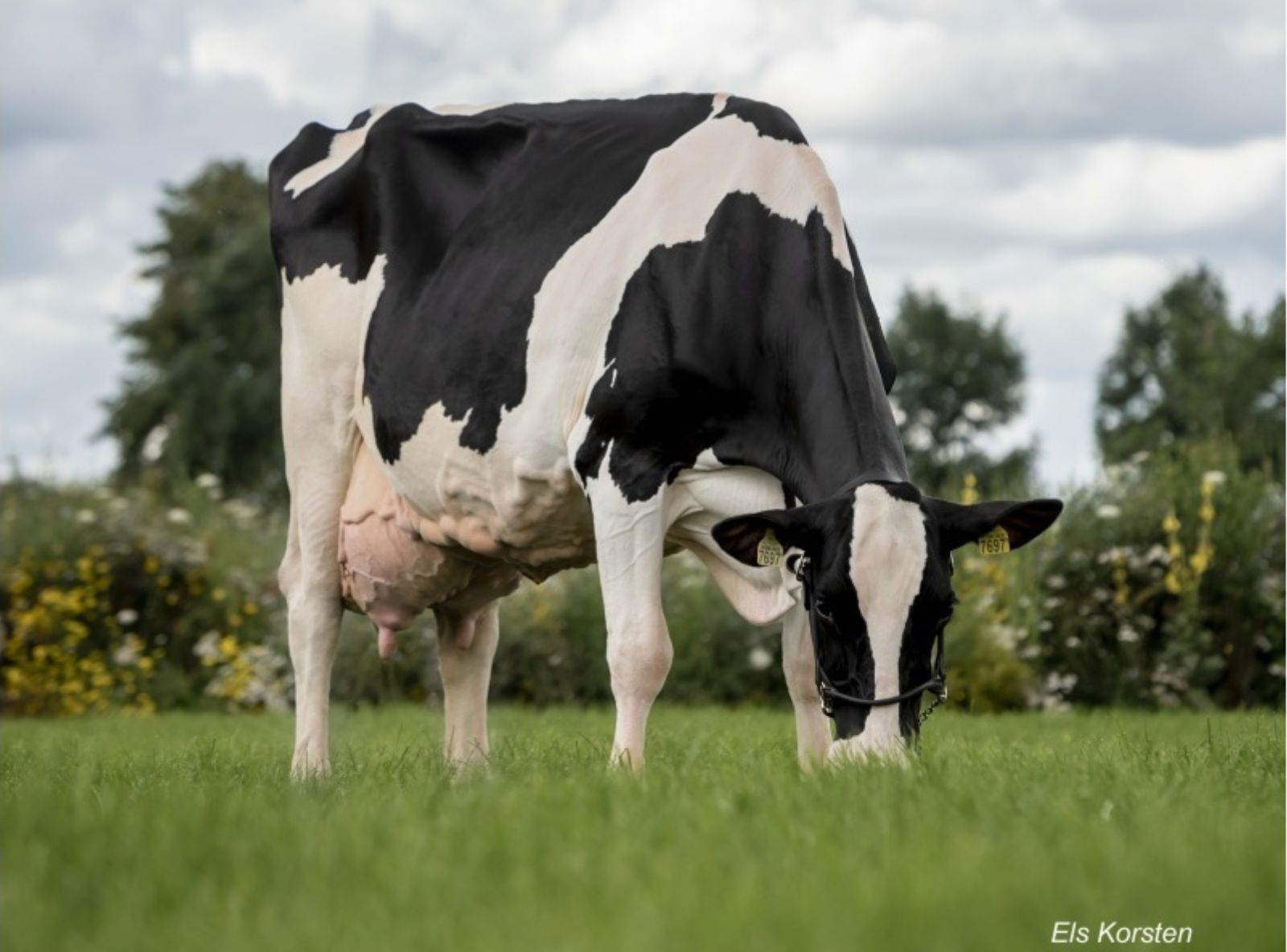 SNOWMAN KOEPON SNOW CLASSY 97 FRONT - TATARAVÓ DO BELAKO