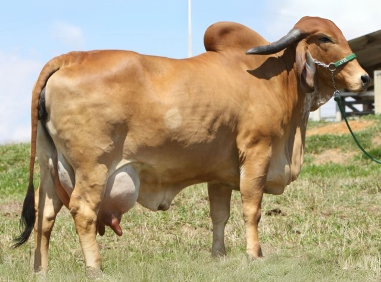 FABULA TE SILVANIA - AVÓ DO URANO