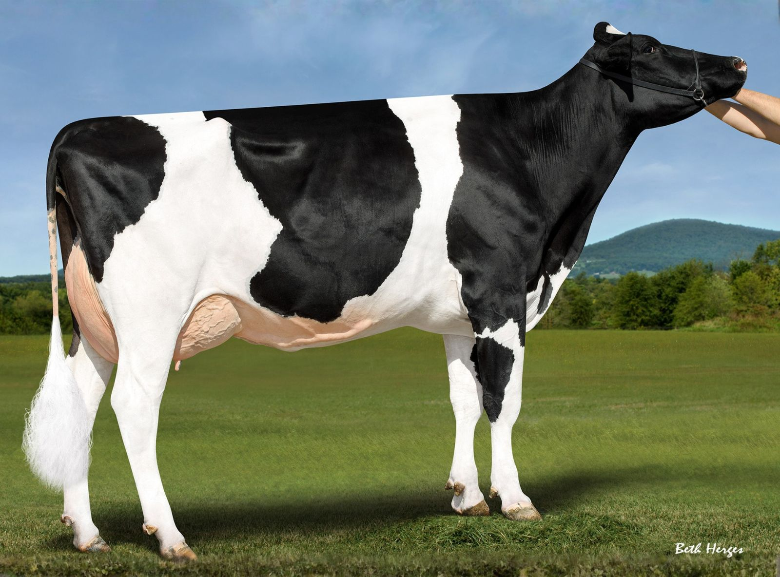 TTM LEGACY ARABELLA - AVÓ DE AMBUSH P