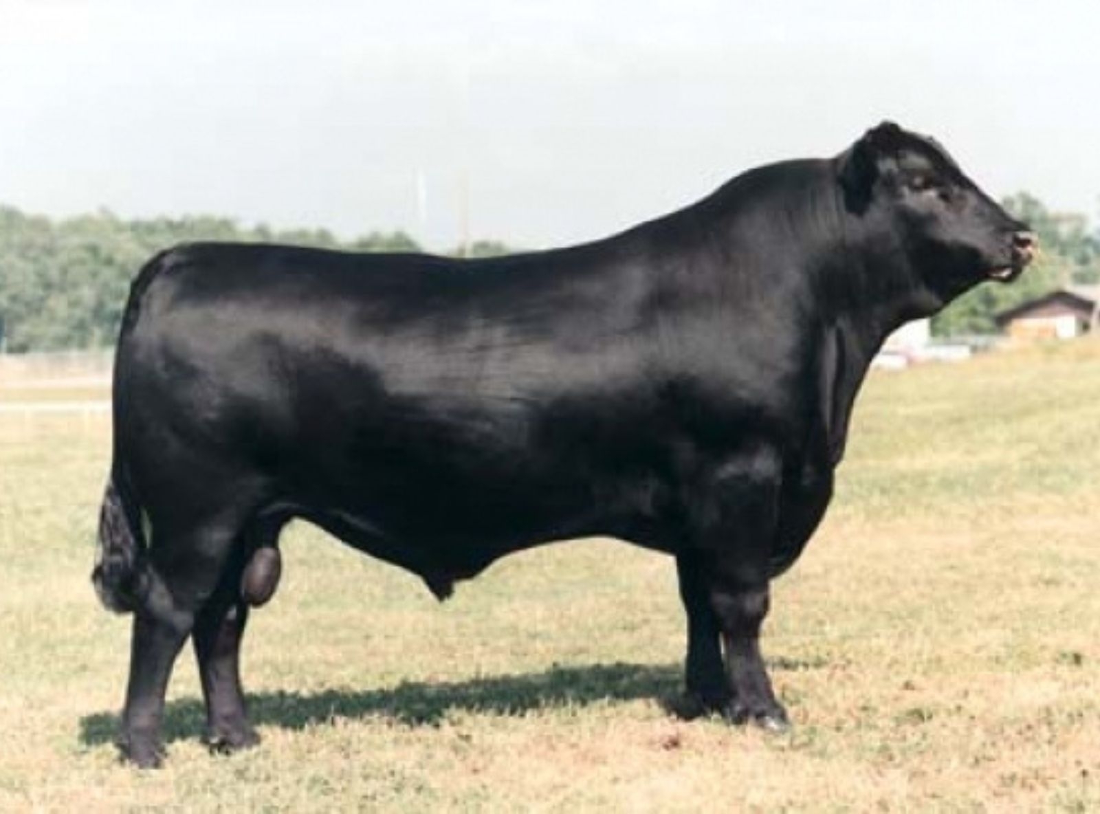 ANKONIAN ELIXIR - AVÔ MATERNO DALMIGAVIE