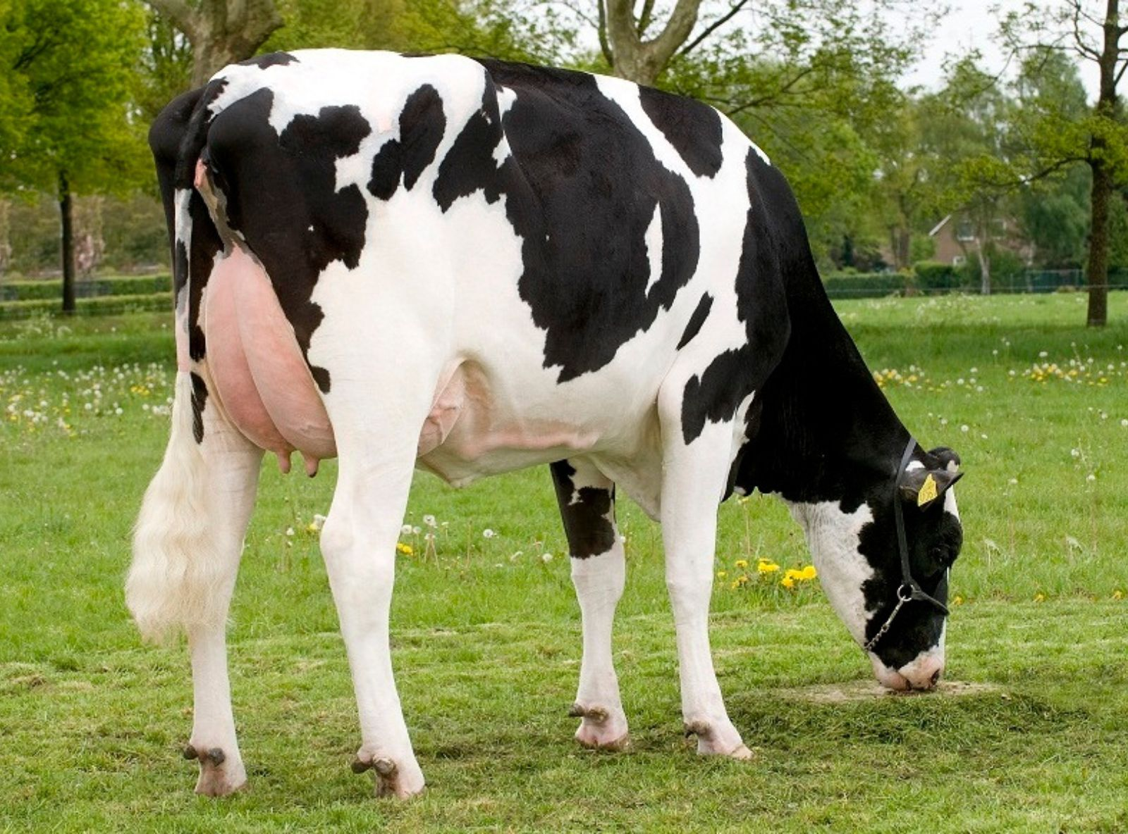 VENDAIRY MAC BREESH (MB-86) - 5ª MÃE DO BREEZER