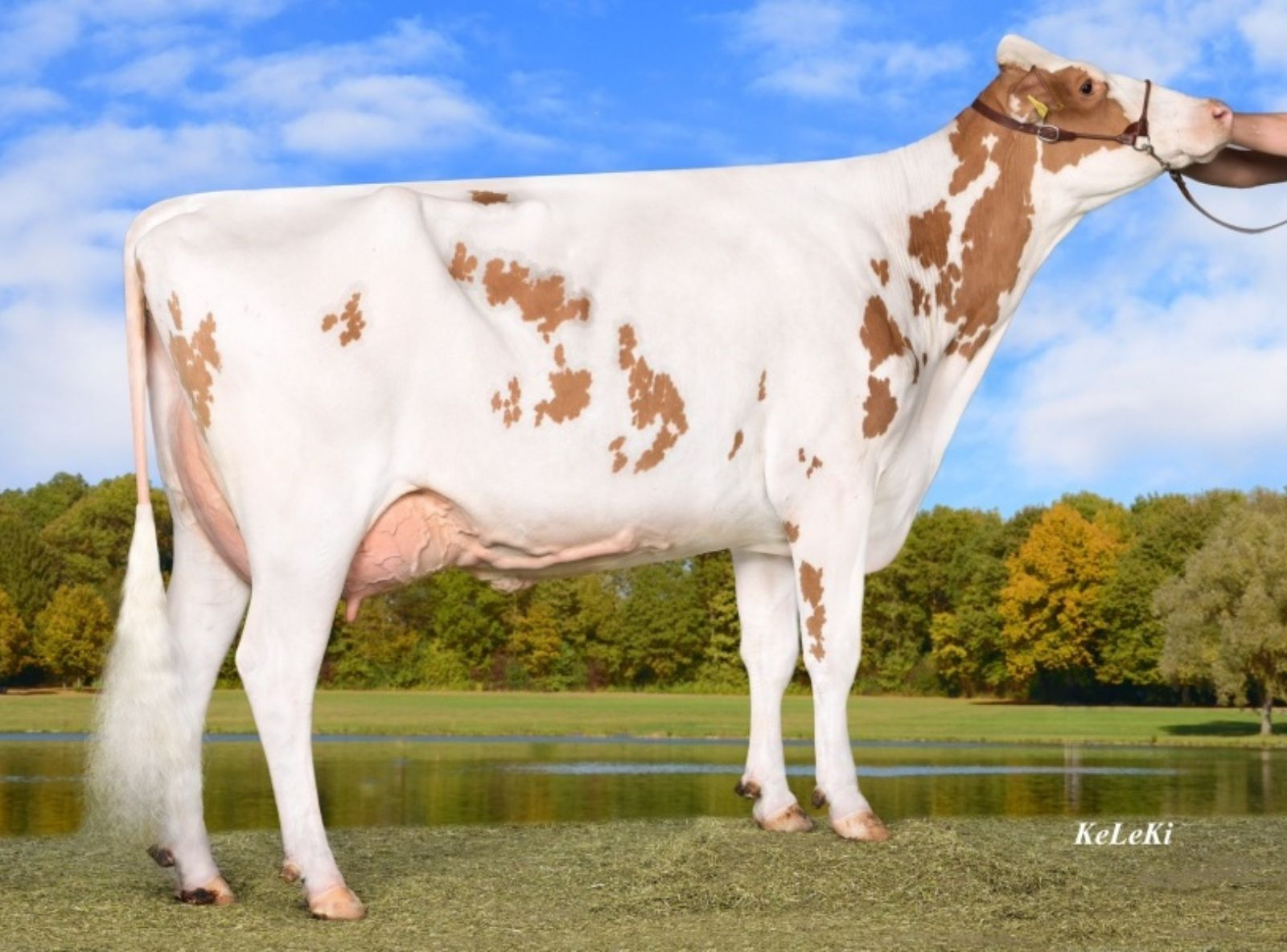 BREKEM WILDER K25 RED - BISAVÓ DO GINTONIC