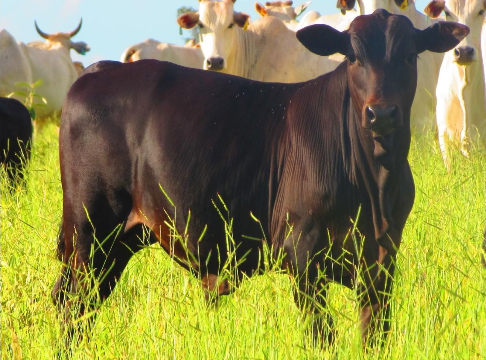 PROGÊNIE DEAD CENTER