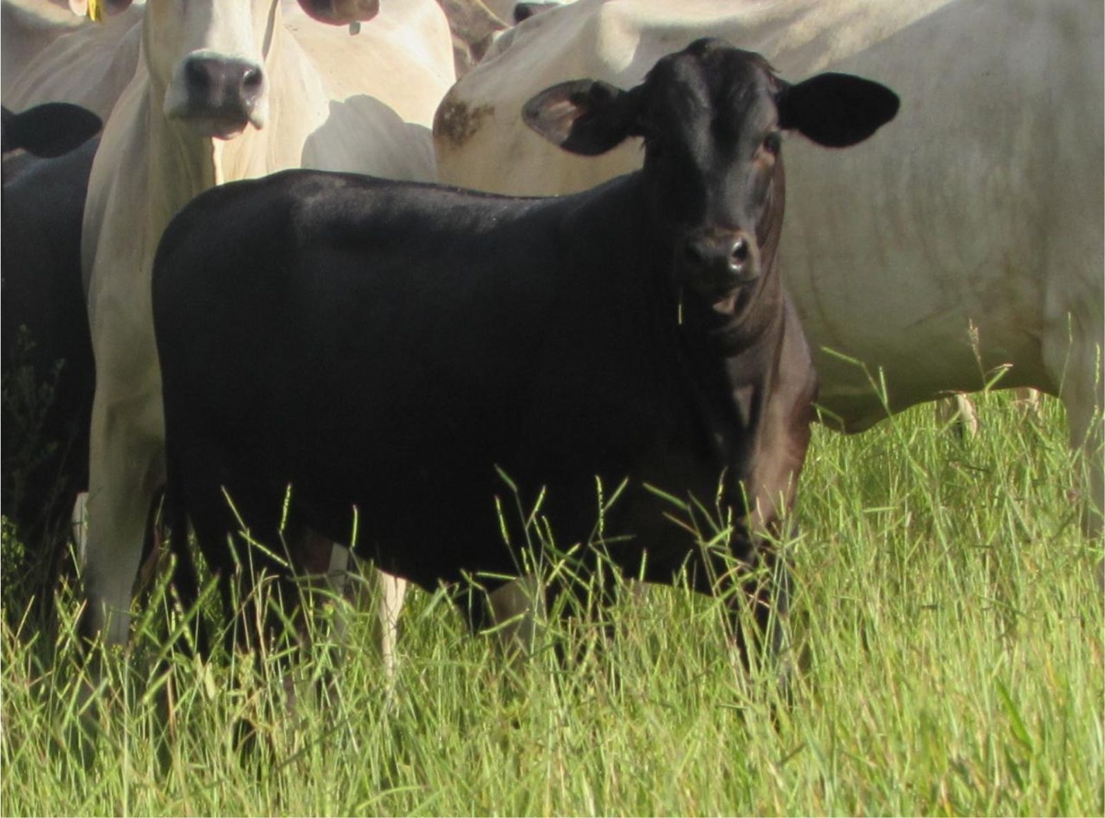 PROGÊNIE DEAD CENTER