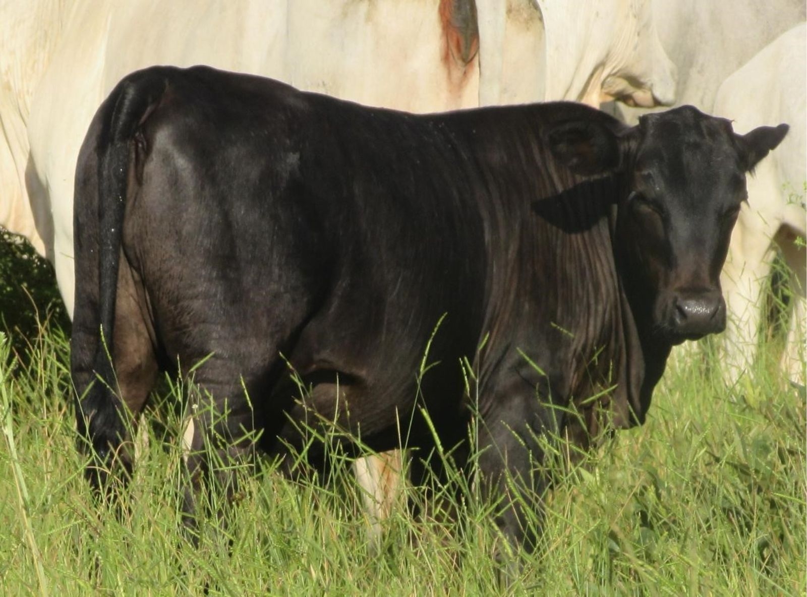 PROGÊNIE DEAD CENTER