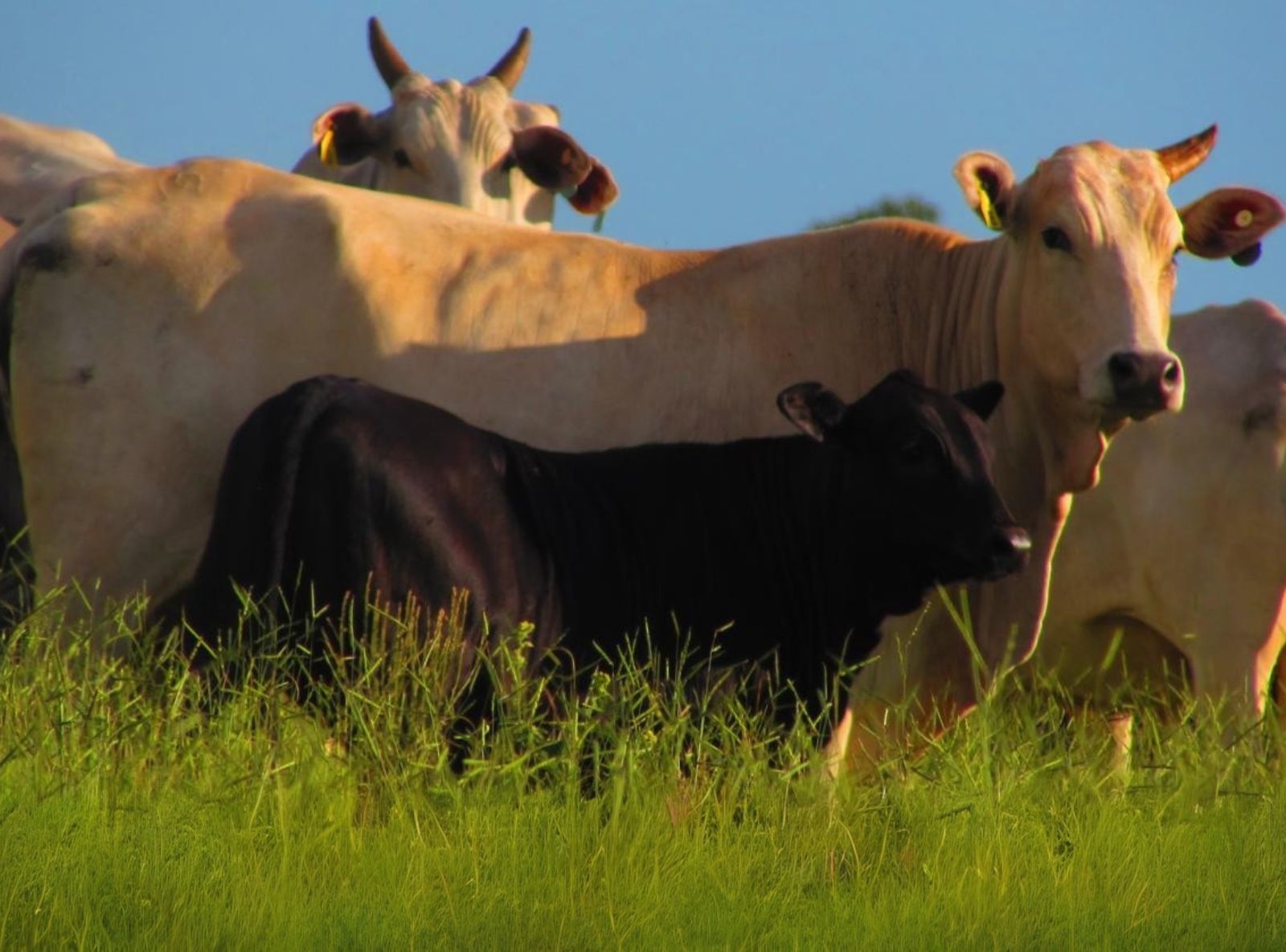 PROGÊNIE DEAD CENTER