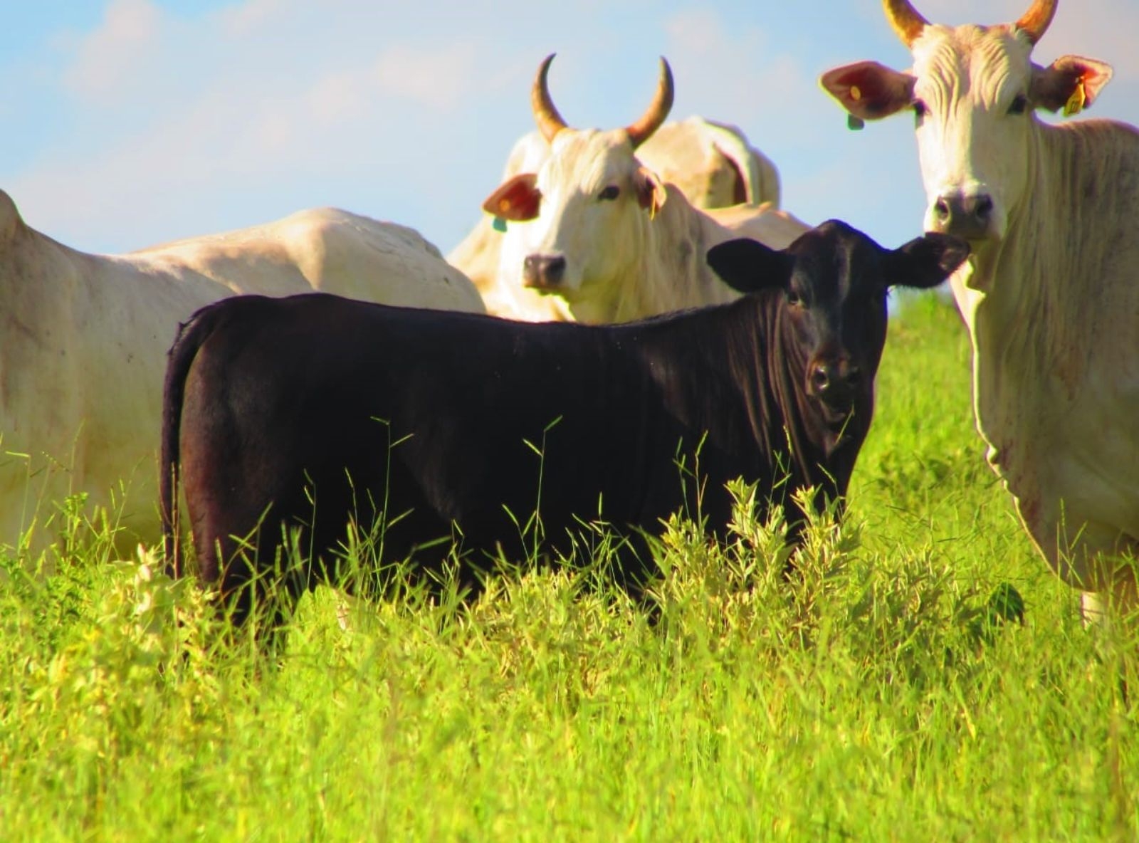 PROGÊNIE DEAD CENTER