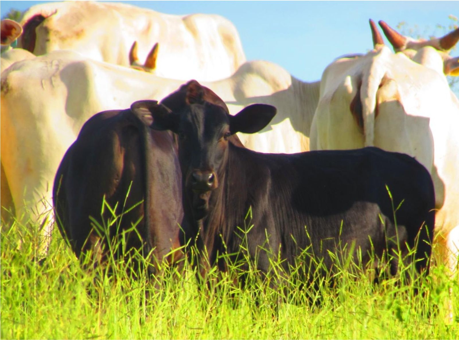 PROGÊNIE DEAD CENTER