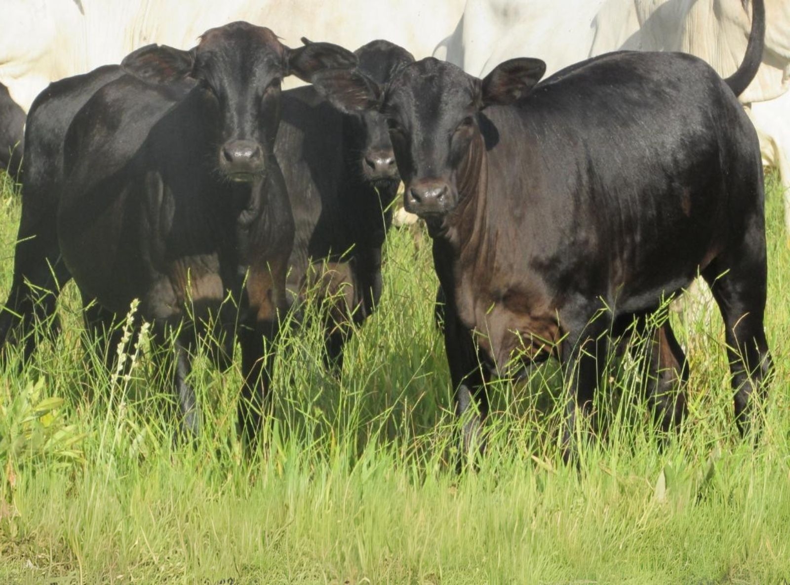 PROGÊNIE DEAD CENTER