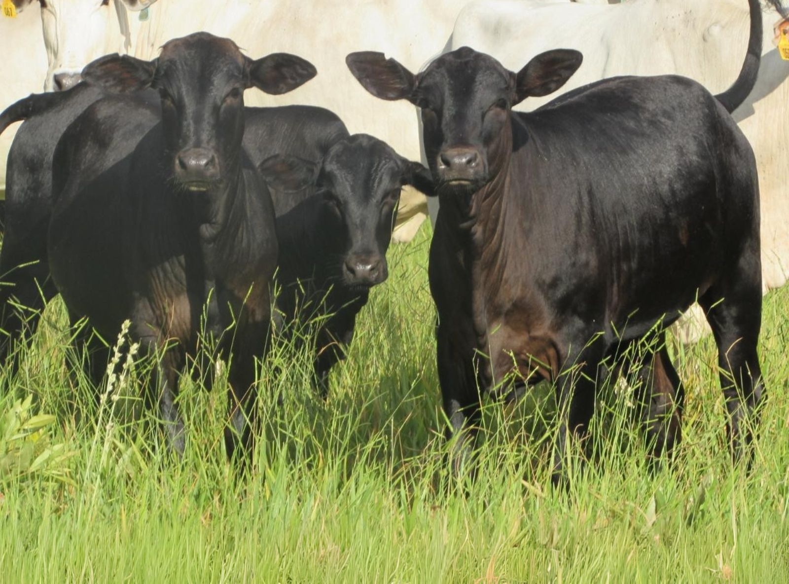 PROGÊNIE DEAD CENTER