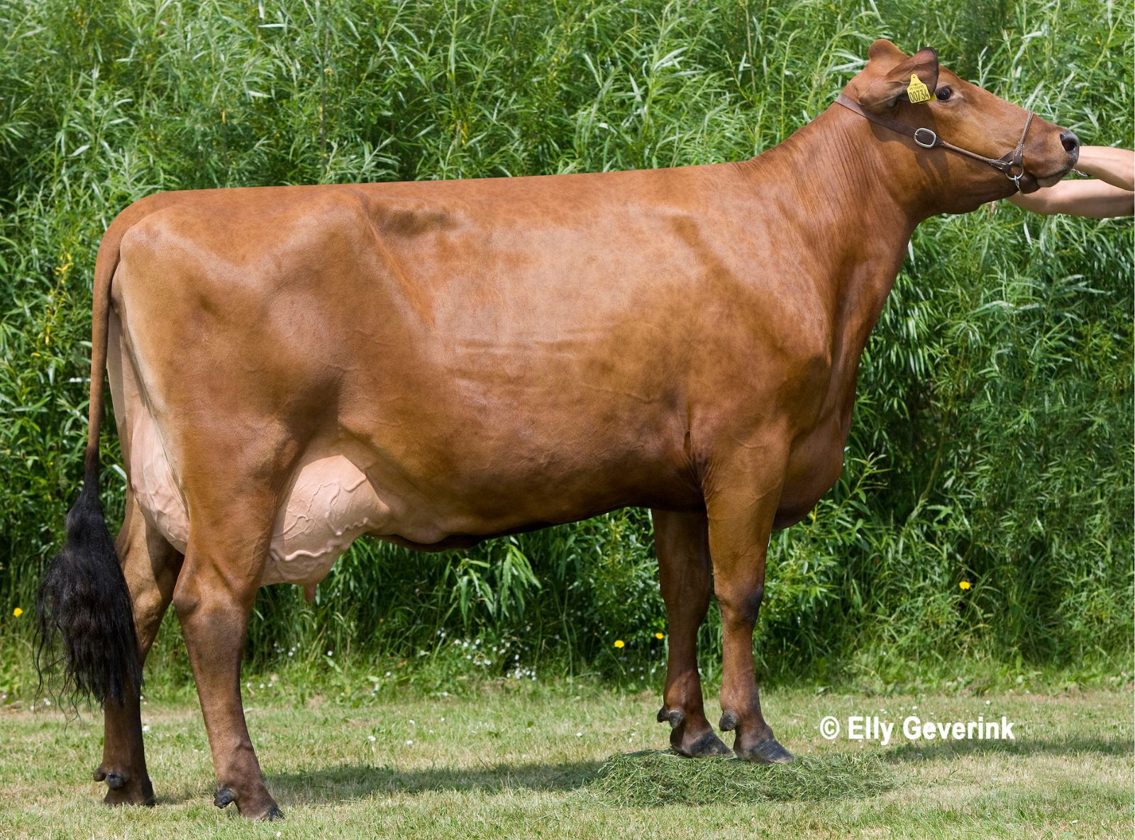 R FACET 100690-0734 FRA FINN BACH FJERRITSLEV