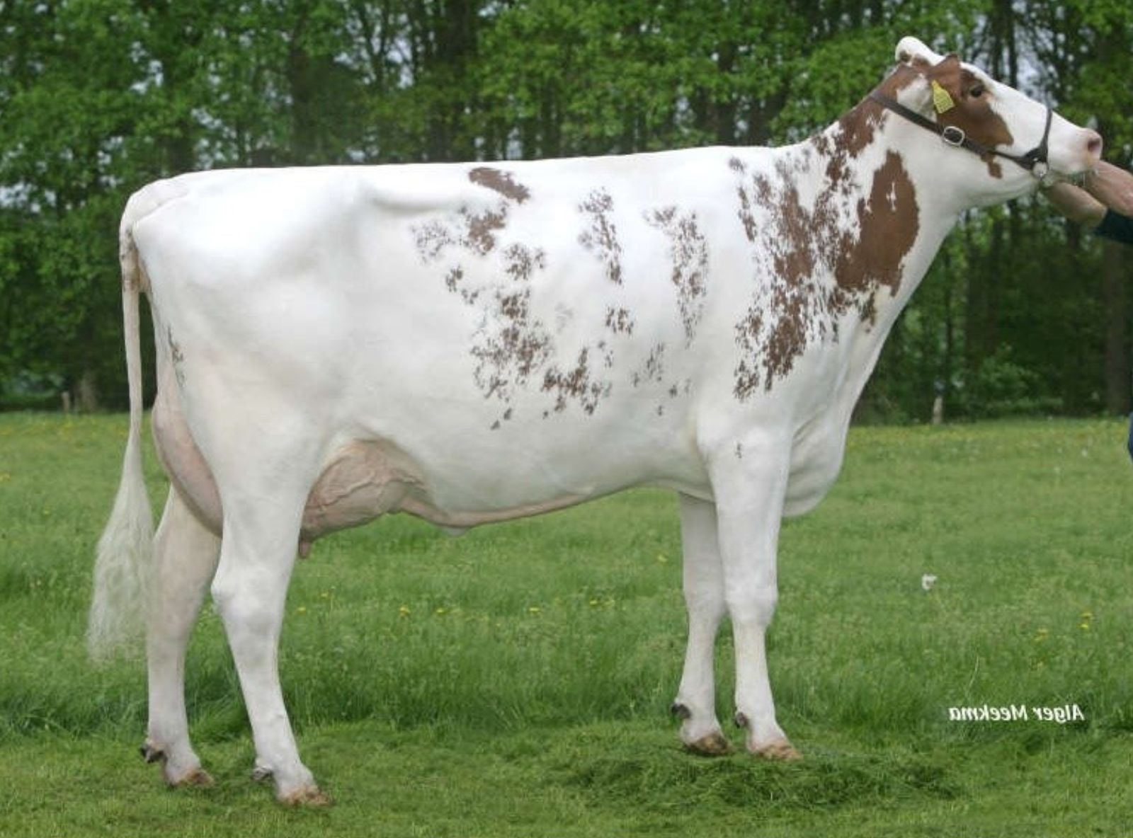 ETAREGGE BURNS A MARGRIT RED VG-86 - ORIGENS DO COMANCHE