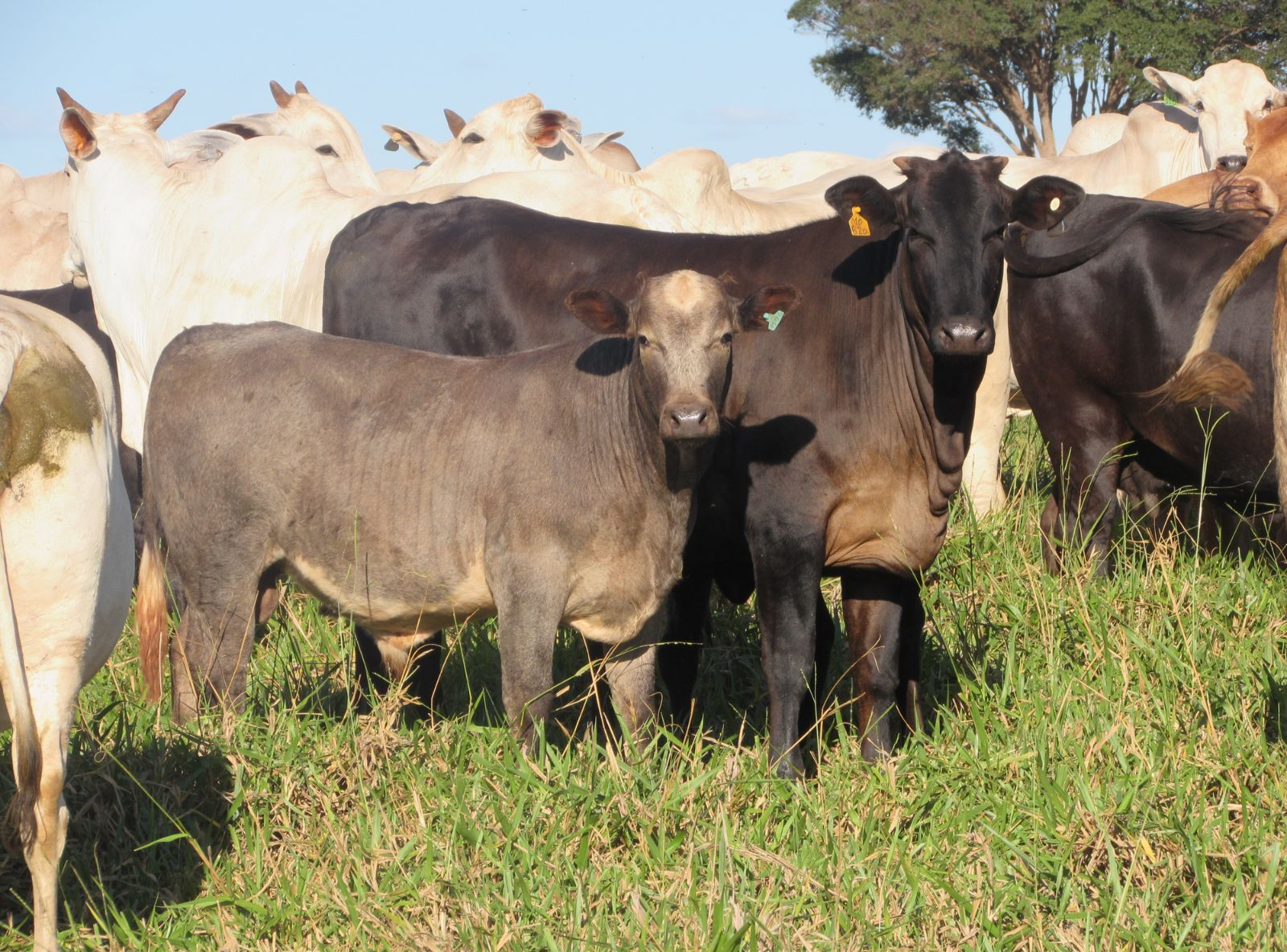 TRICROSS - FILHO DO VLADIMIR