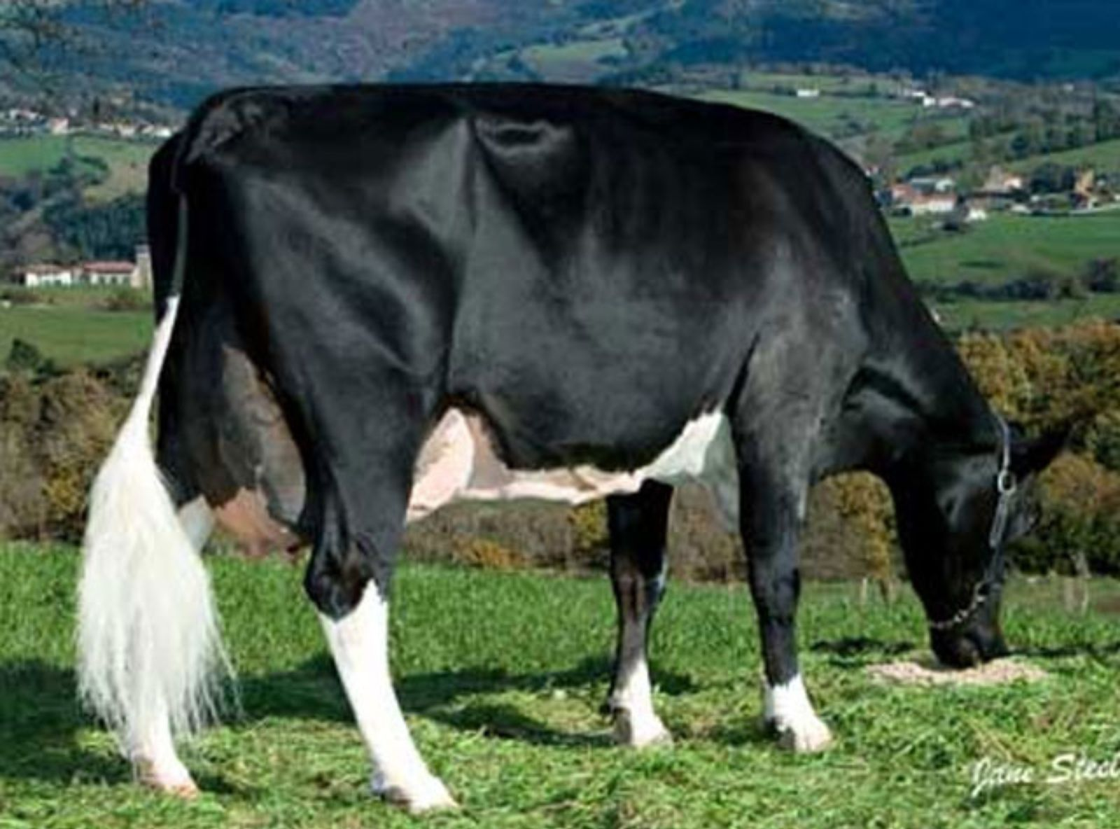 BIÑUELA EMIR CAROL (MB-82) - FILHA DO EMIR