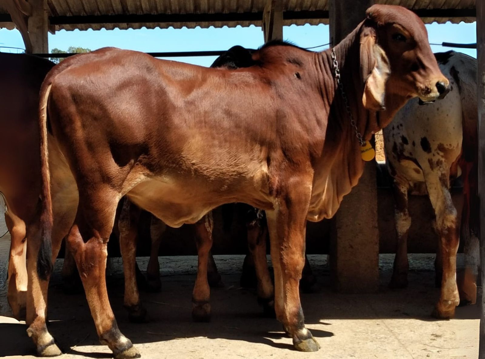 IRMÃ MATERNA DO URANO