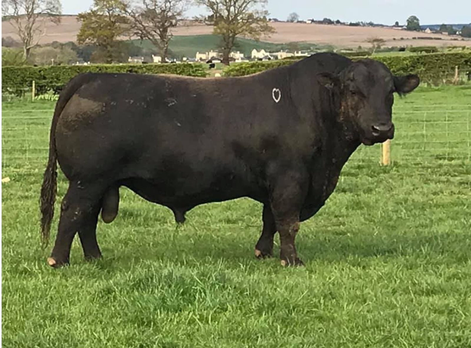 FAST BALL - PAI DO EVOLUTION