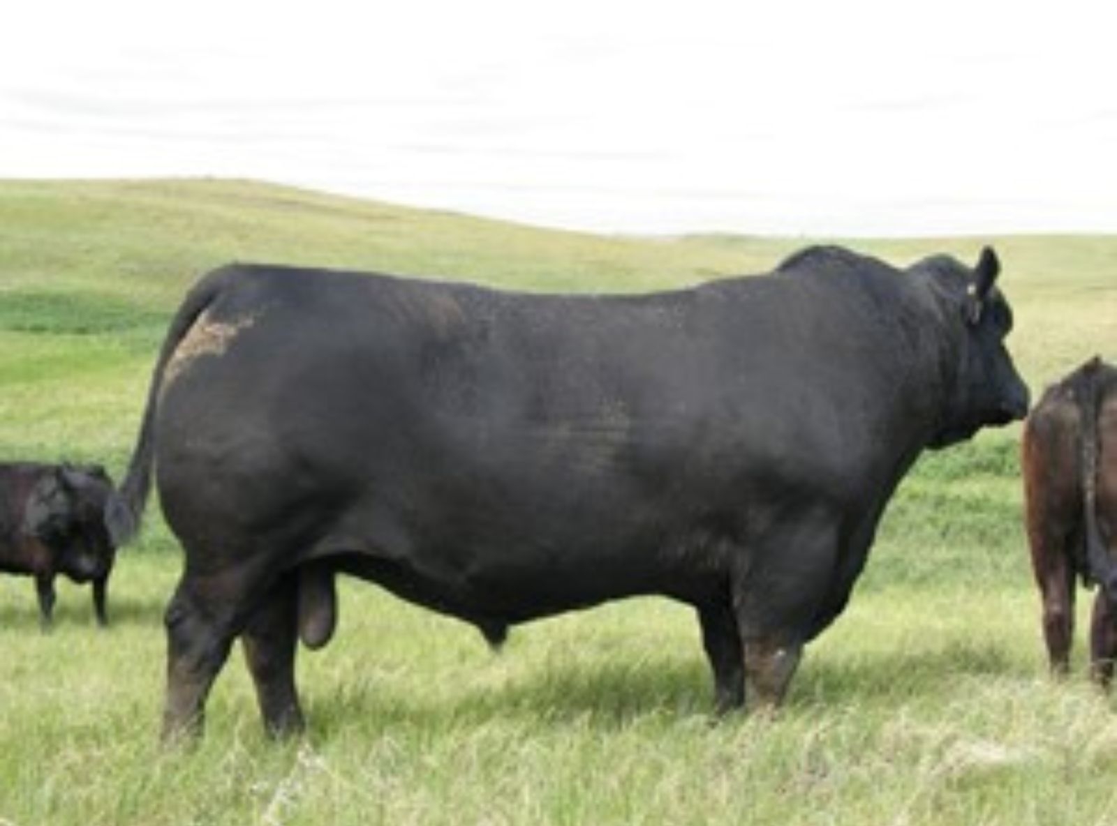 HOFFF LIMITED AVÔ DO EVOLUTION