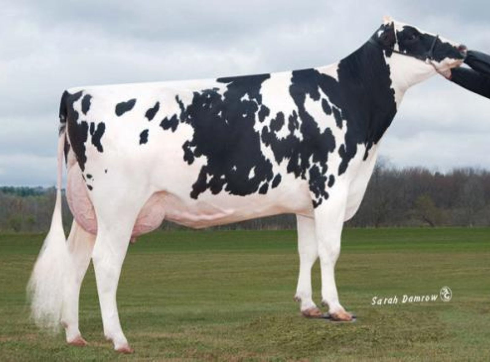 HAR DALE ACRES JP TR PAM ET VG-87 - 3ª MÃE DO PROFIT