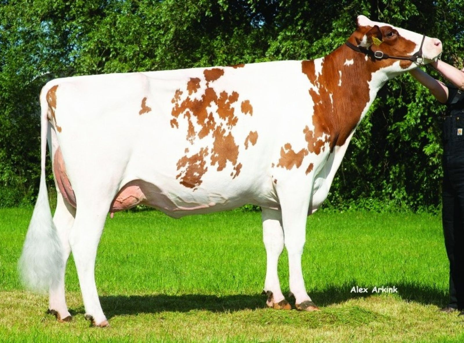 FLORA RED - MÃE DO WI FI