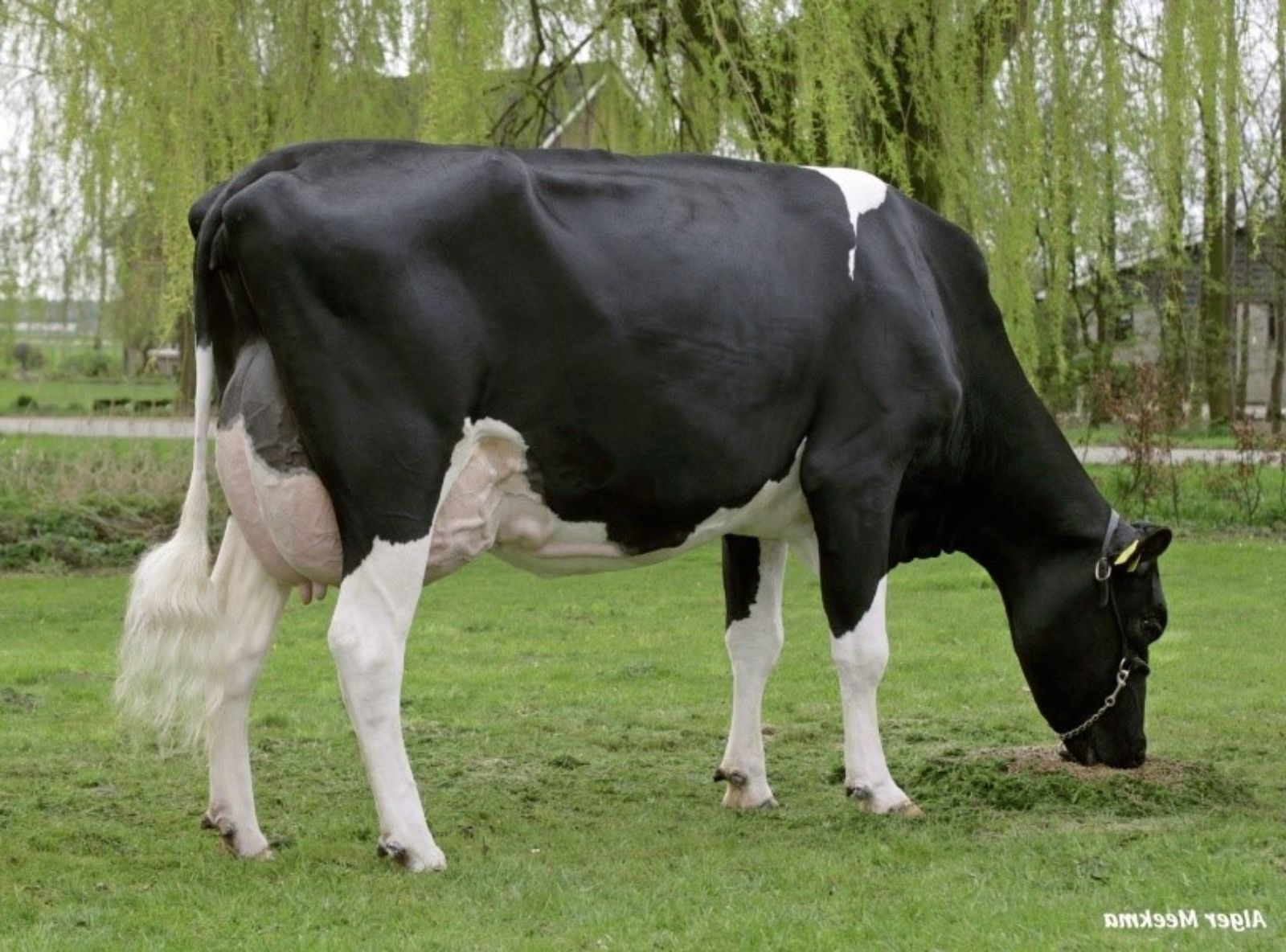 OMAN DE BIESHEUVEL JAVINA VG 87 - ORIGENS DO DOLOMITA