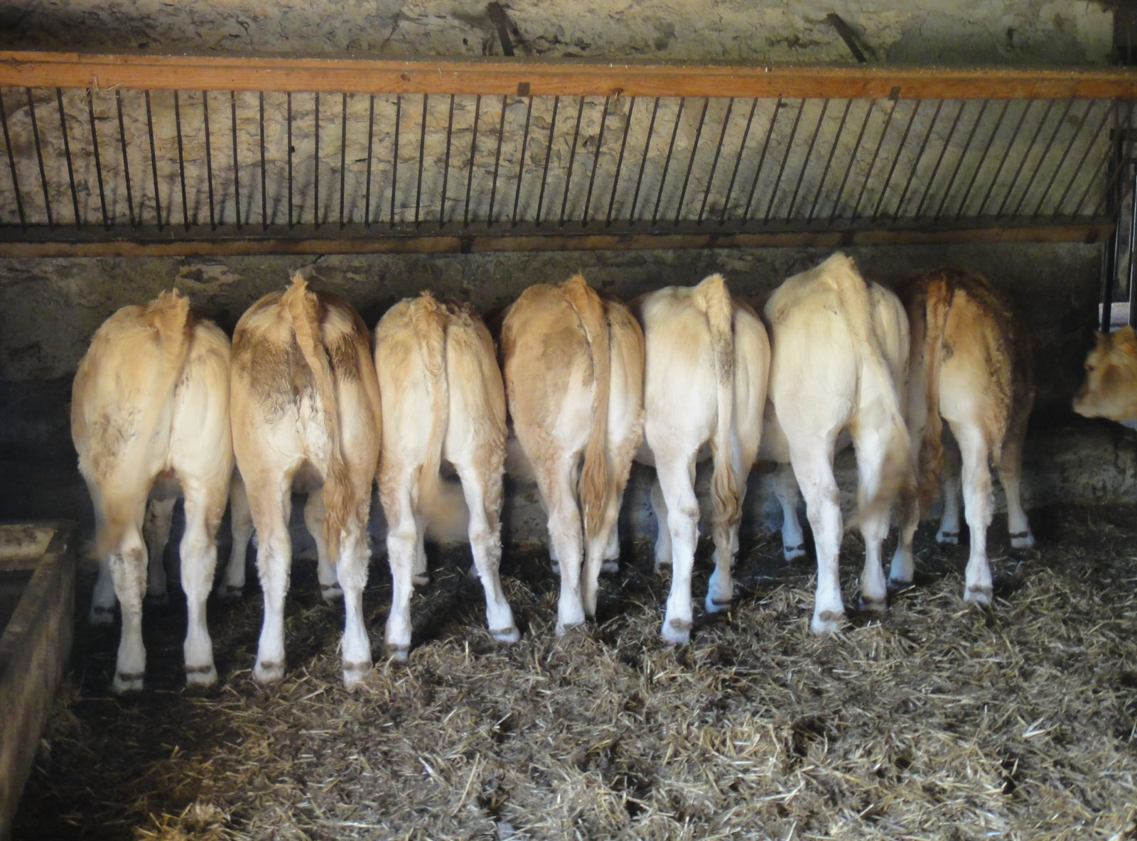 PADRÃO DE PRODUÇÃO