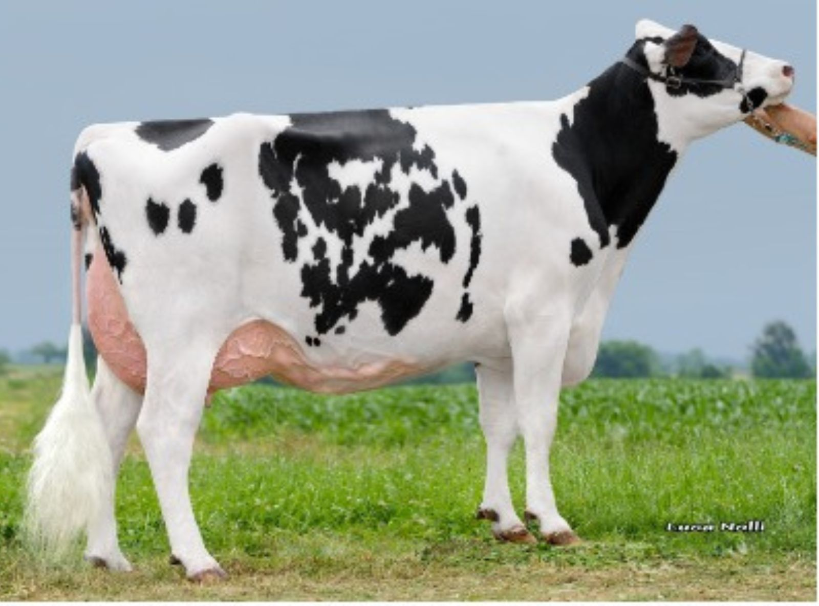 ISOLABELLE ROYAL HOTROD BAMBI - AVÓ DO BRUNELLESCHI