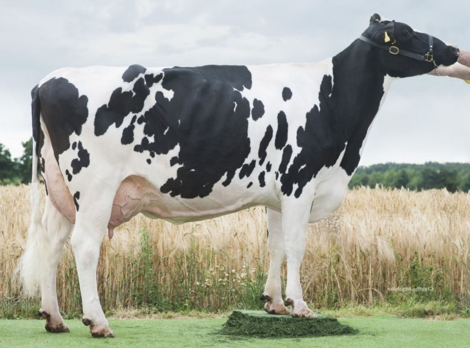 SNOWMAN WILDER KANU 111 RC - TATARAVÓ DE GINTONIC