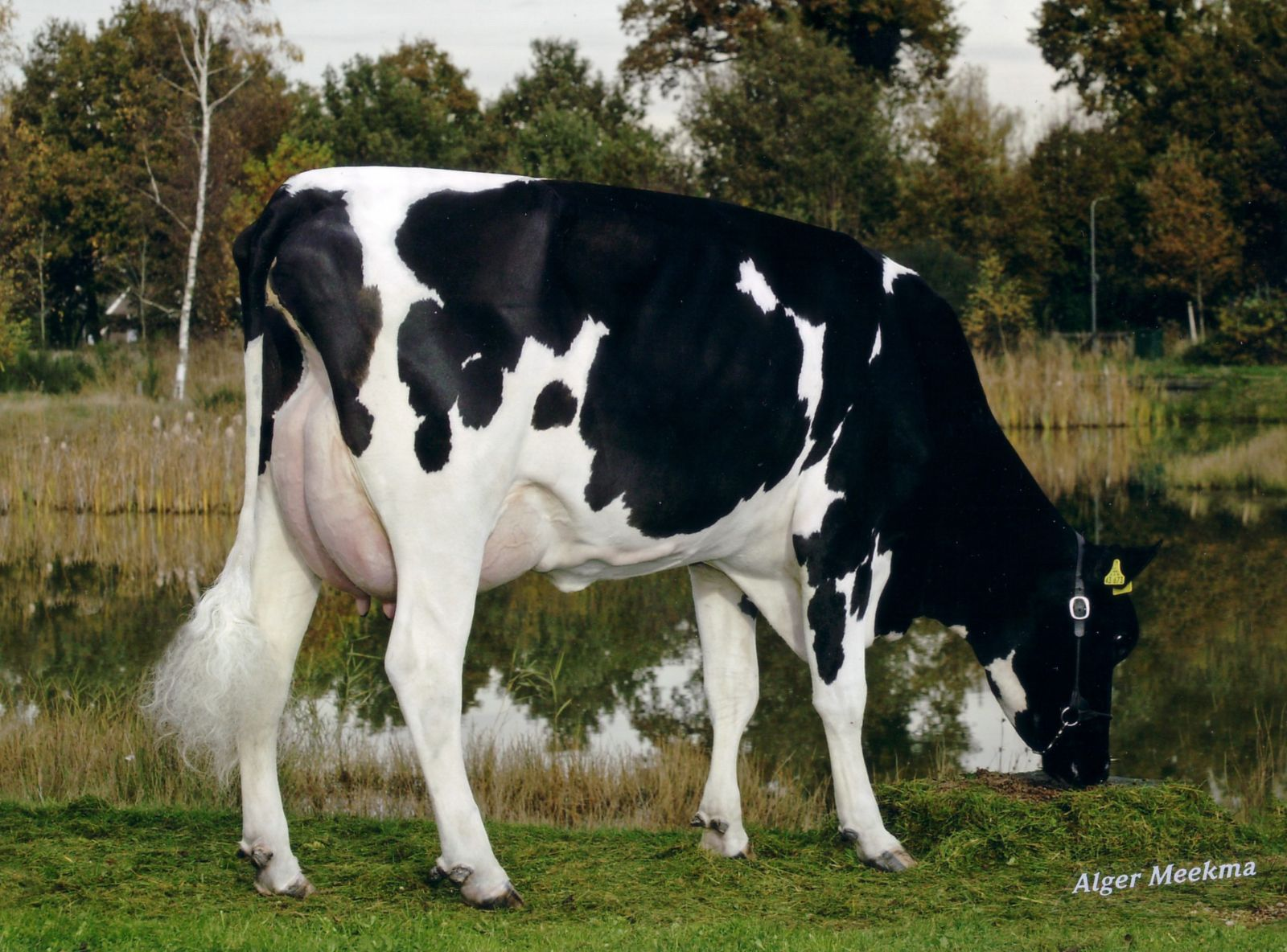 RUW NEBLINA VG-87 - 5ª MÃE DO SANTI