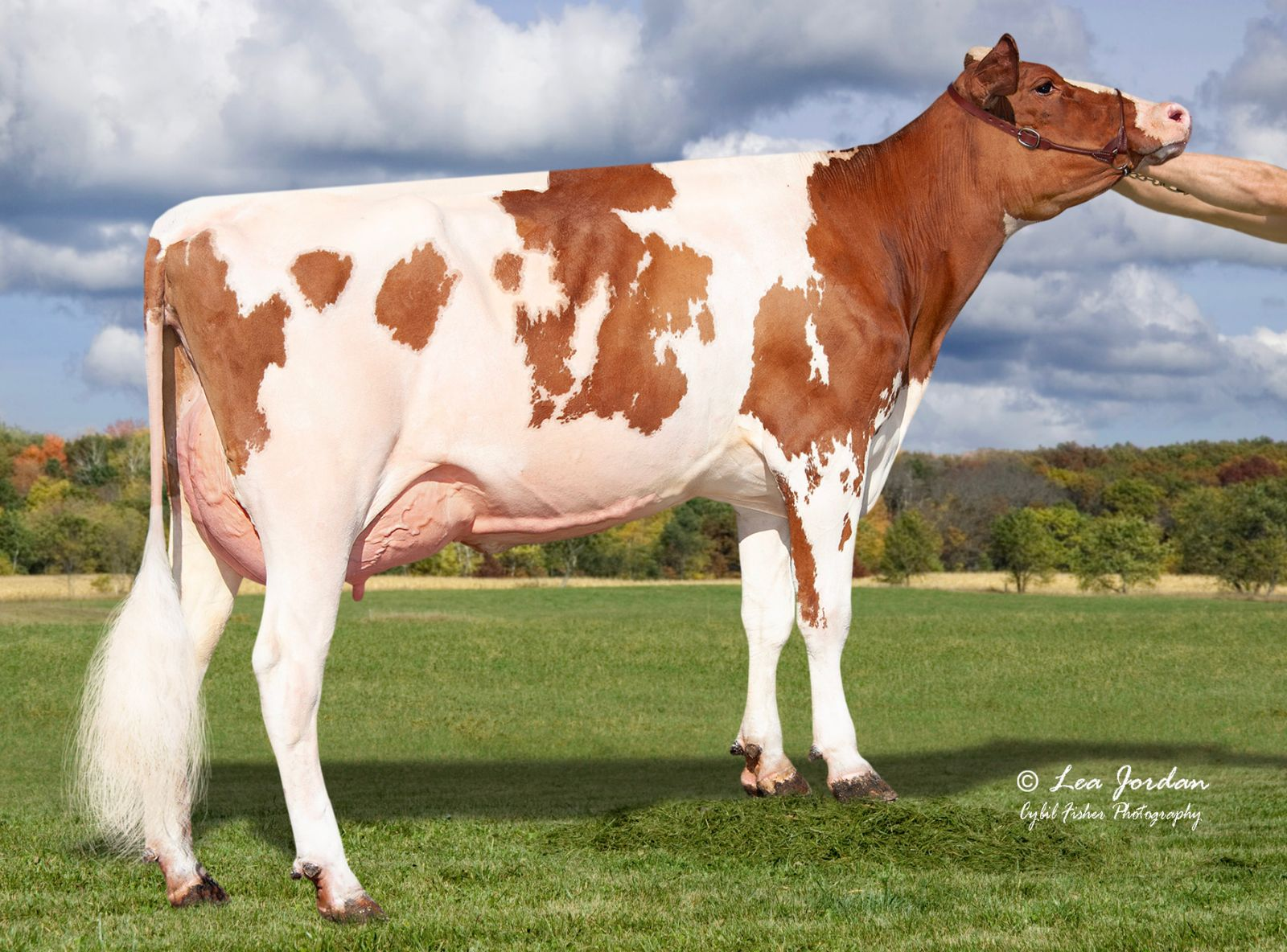 AOT RONALD HAZELTON RED - AVÓ DE HATHAWAY RED