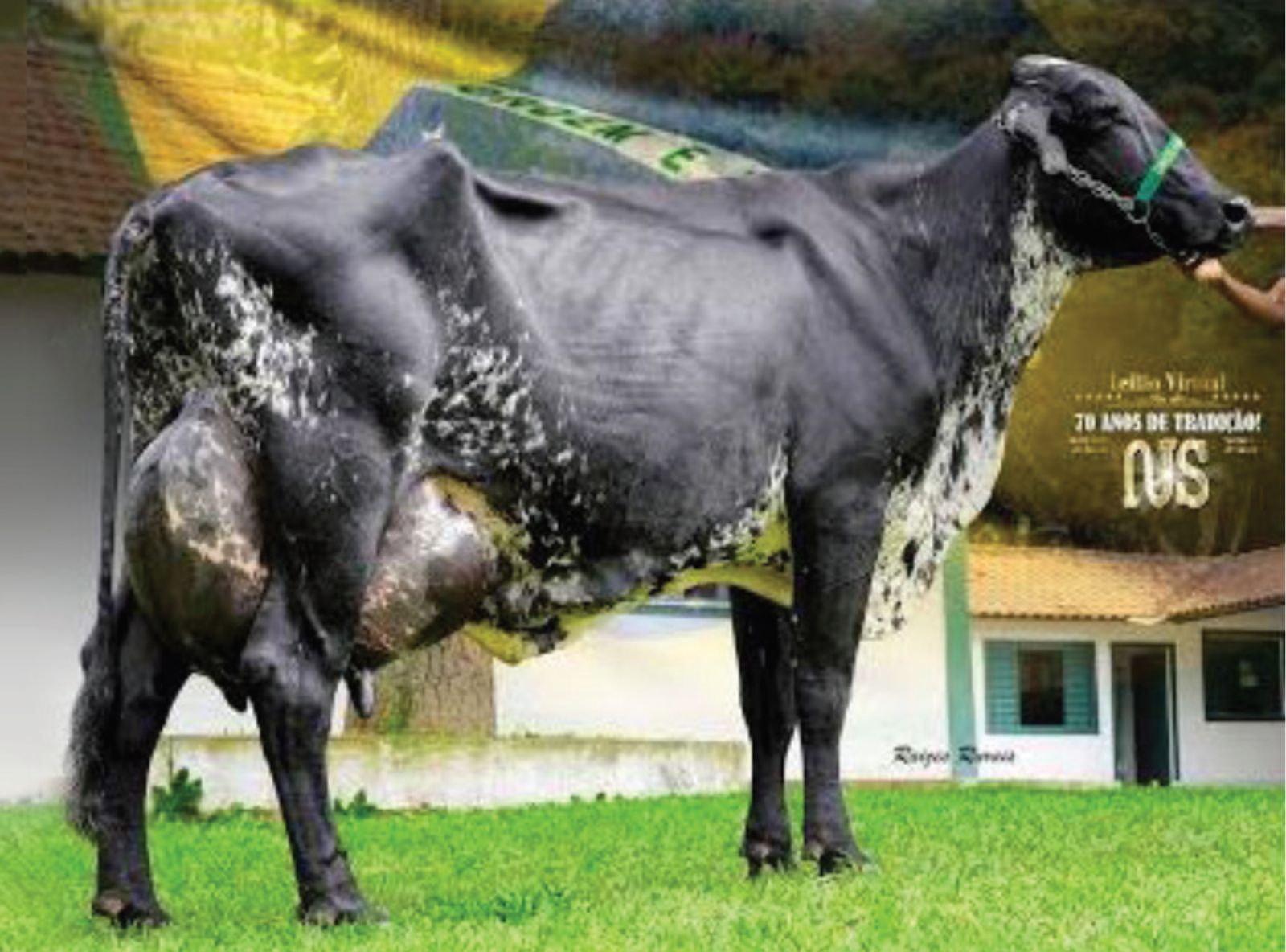 MARILIA FIV TEATRO DO NAYLO 127,570 KG-DIA - IRMÃ DA MÃE DO JUMBO