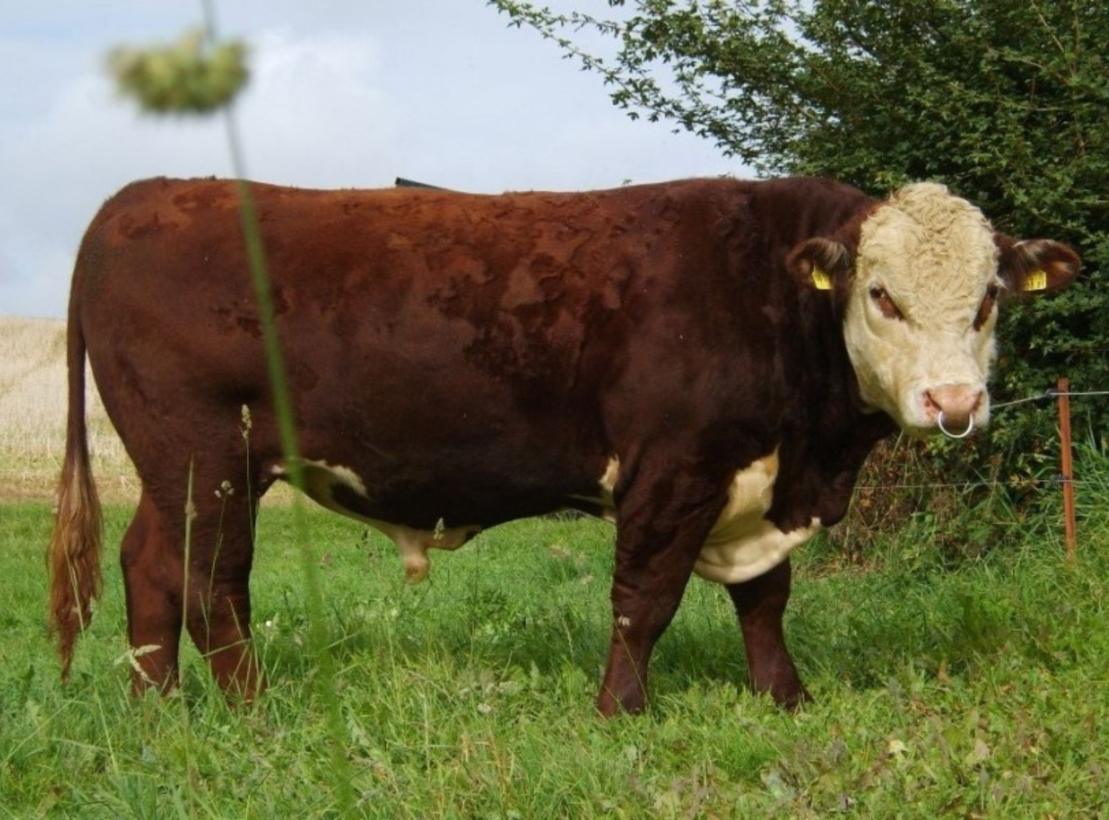 HH TRISTAN 1O - BISAVÔ MATERNO DO KEN