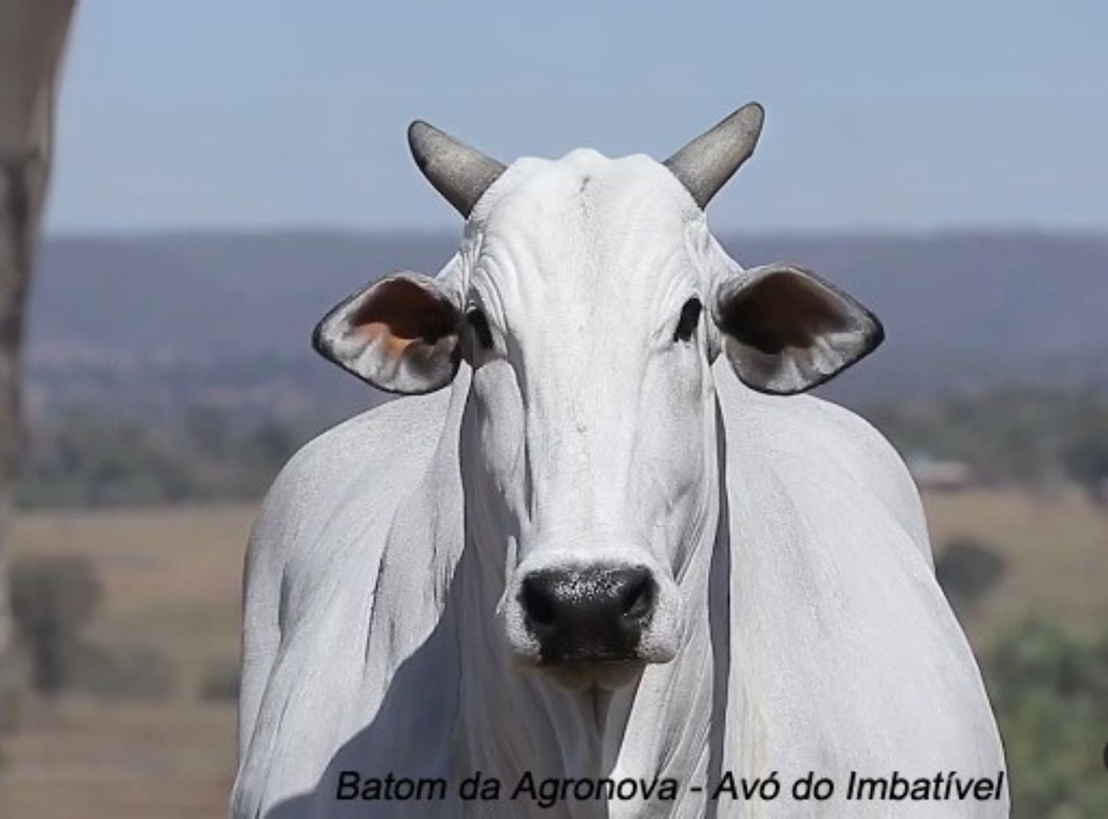BATOM DA AGRONOVA - AVÓ DO IMBATIVEL