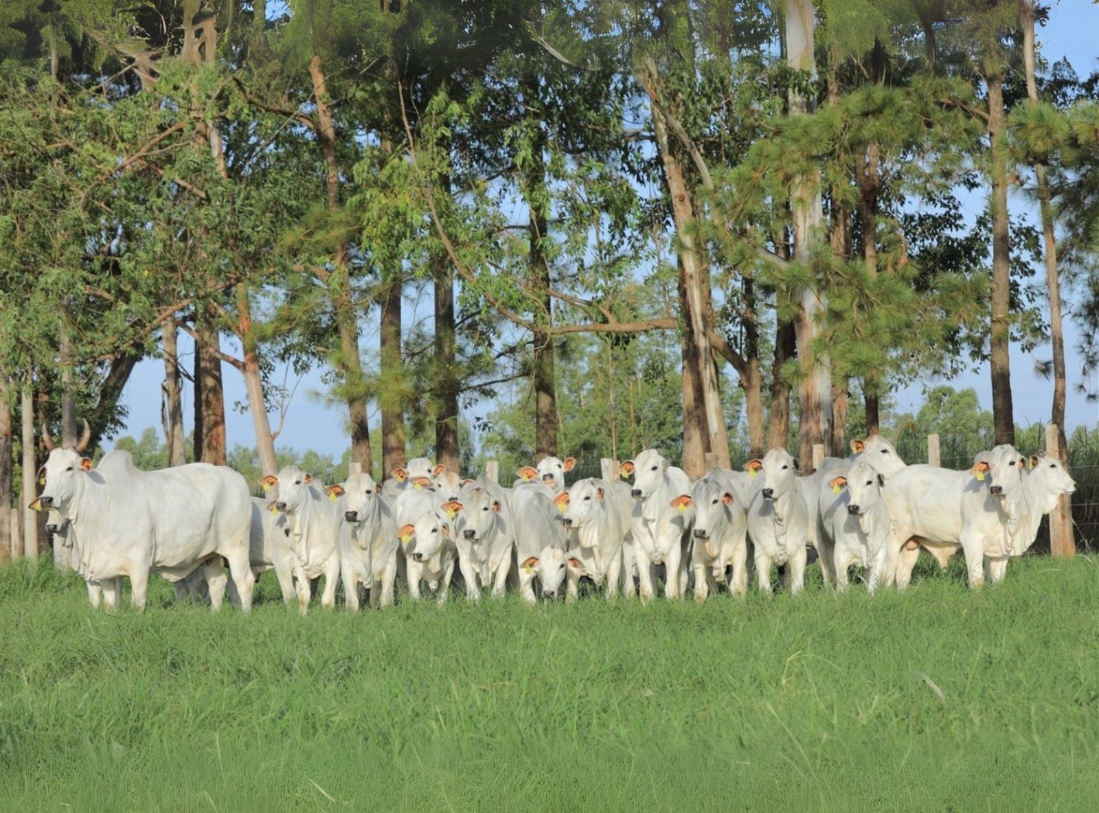 3536 BENFICA KA (MÃE JARGON) E FILHOS JARGON KA