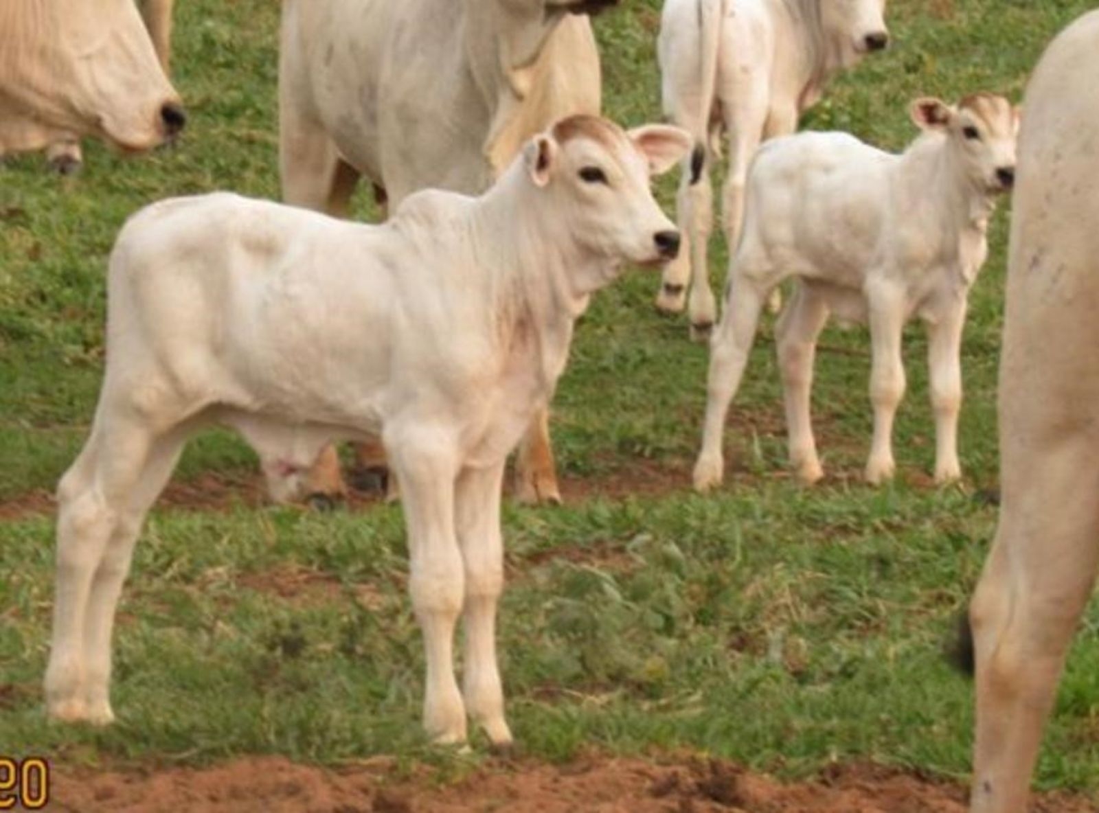 PROGÊNIE LÍDER FVC