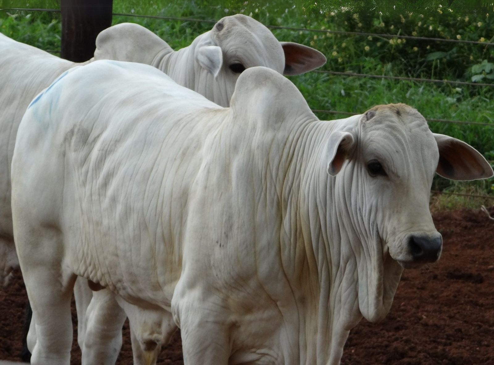 PROGÊNIE LÍDER FVC