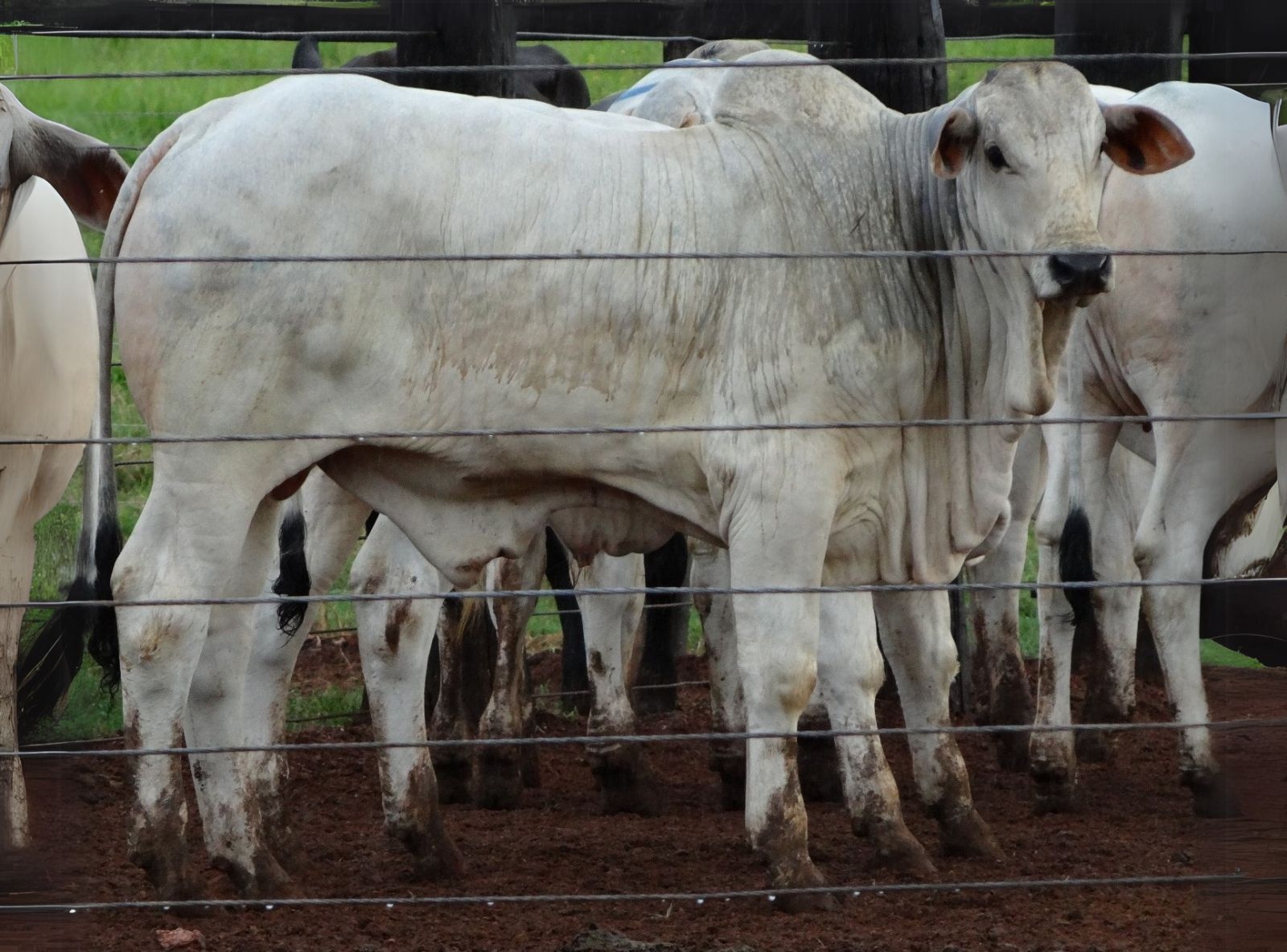 PROGÊNIE LÍDER FVC