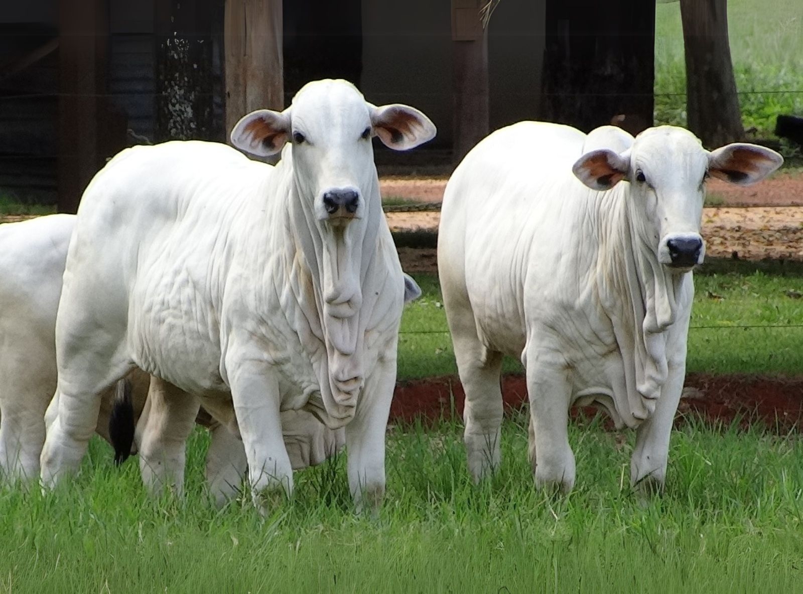 PROGÊNIE LÍDER FVC